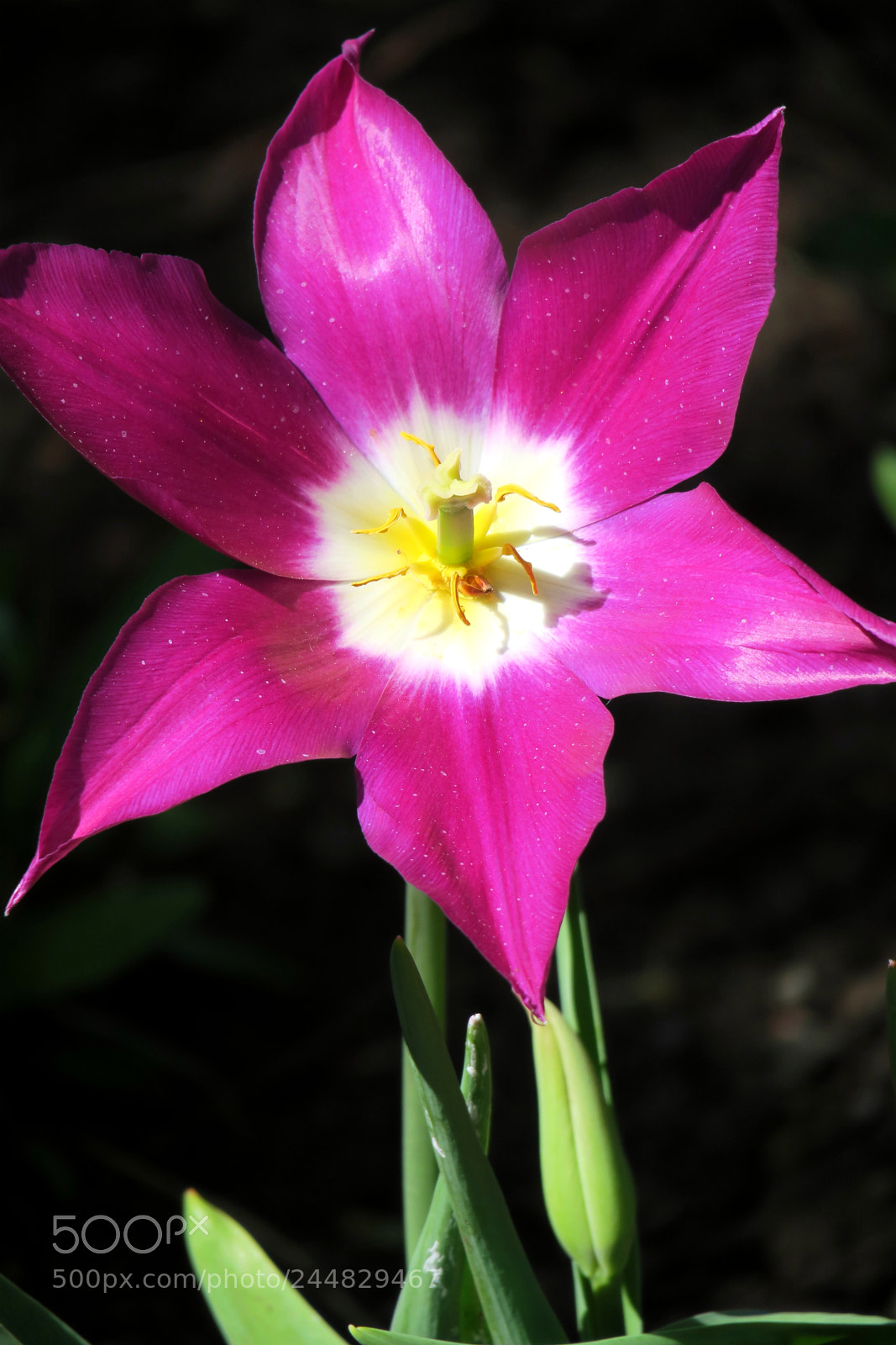 Canon PowerShot G3 X sample photo. Pink beauty photography