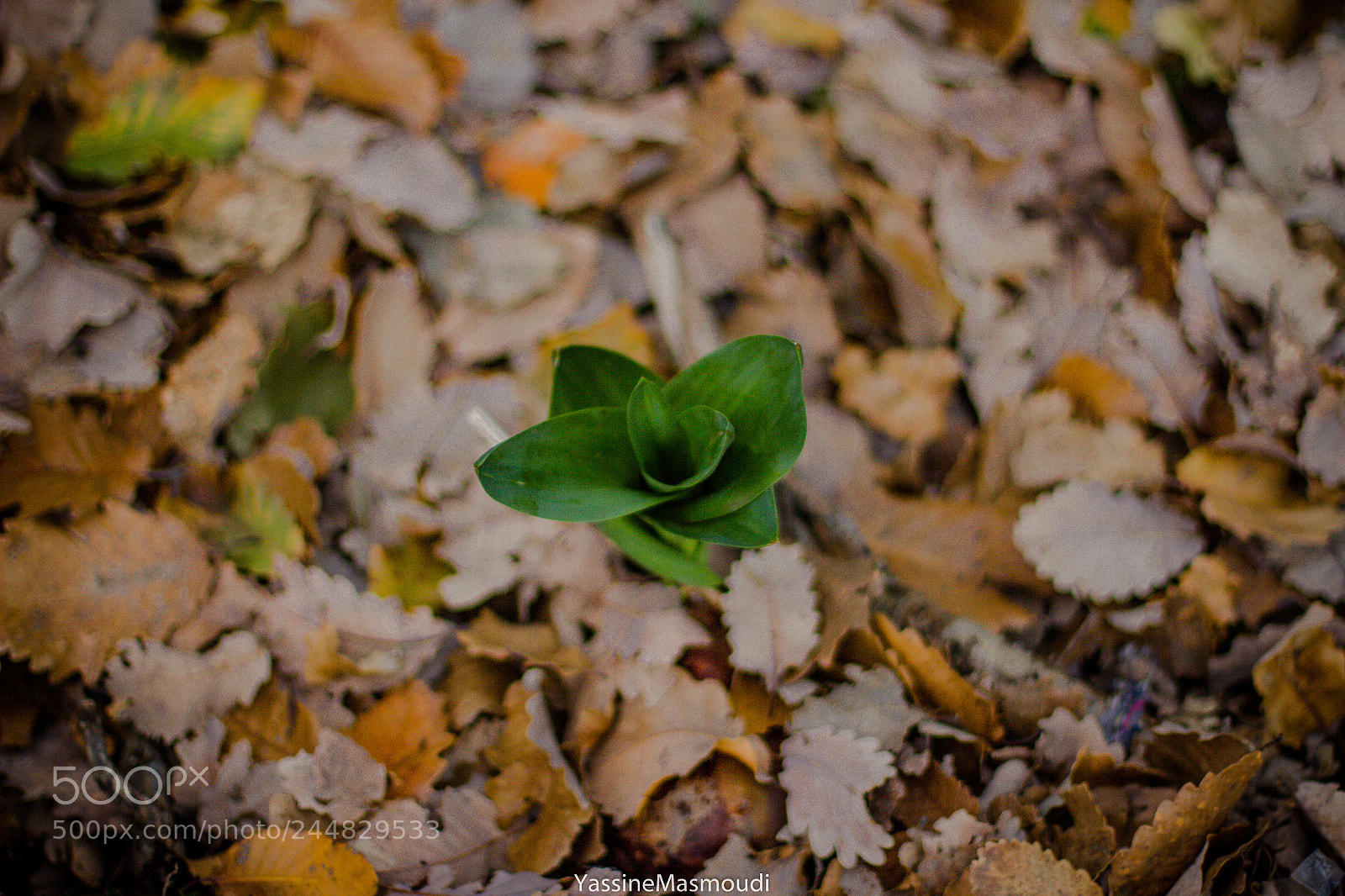 Canon EOS 60D sample photo. The plant photography