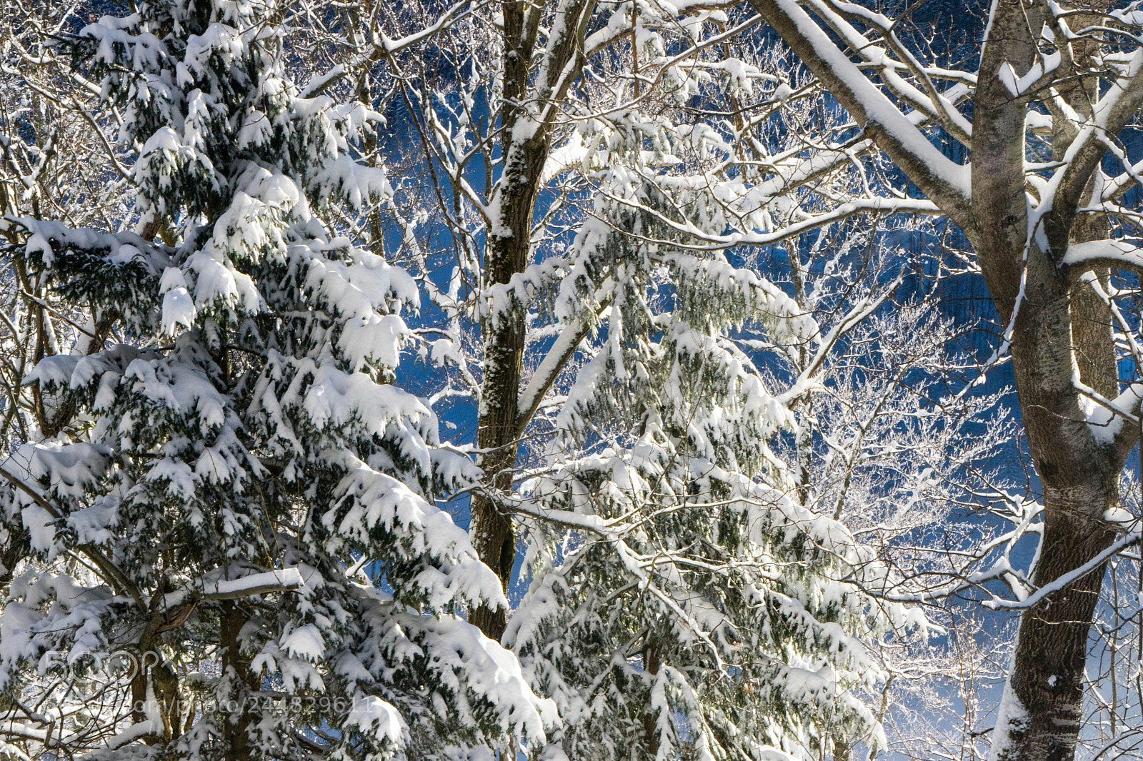 Sony a7 sample photo. Winter in slovakia photography