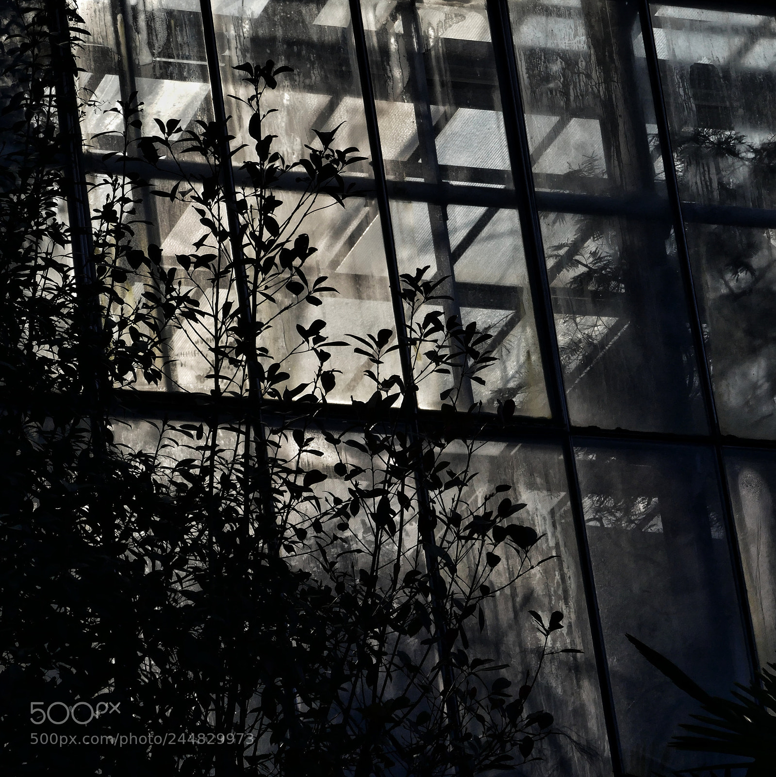 Panasonic DMC-TZ101 sample photo. Greenhouse photography