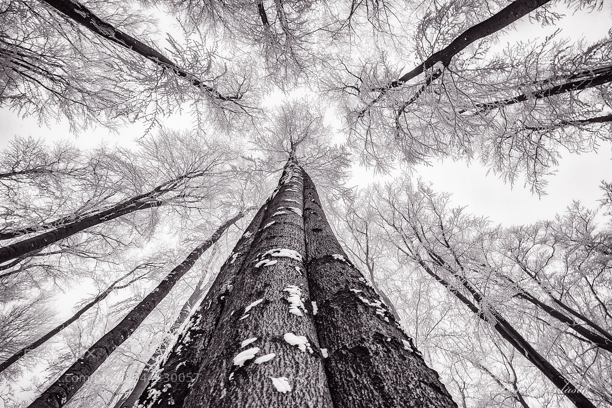Nikon D600 sample photo. Winter tree crown photography