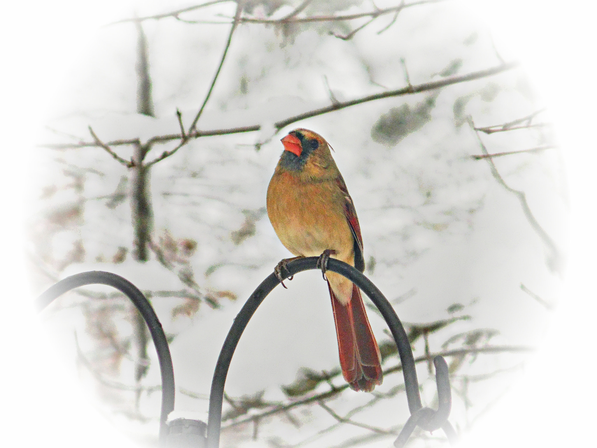 Samsung WB100/  WB101 sample photo. Female cardinal in snow photography