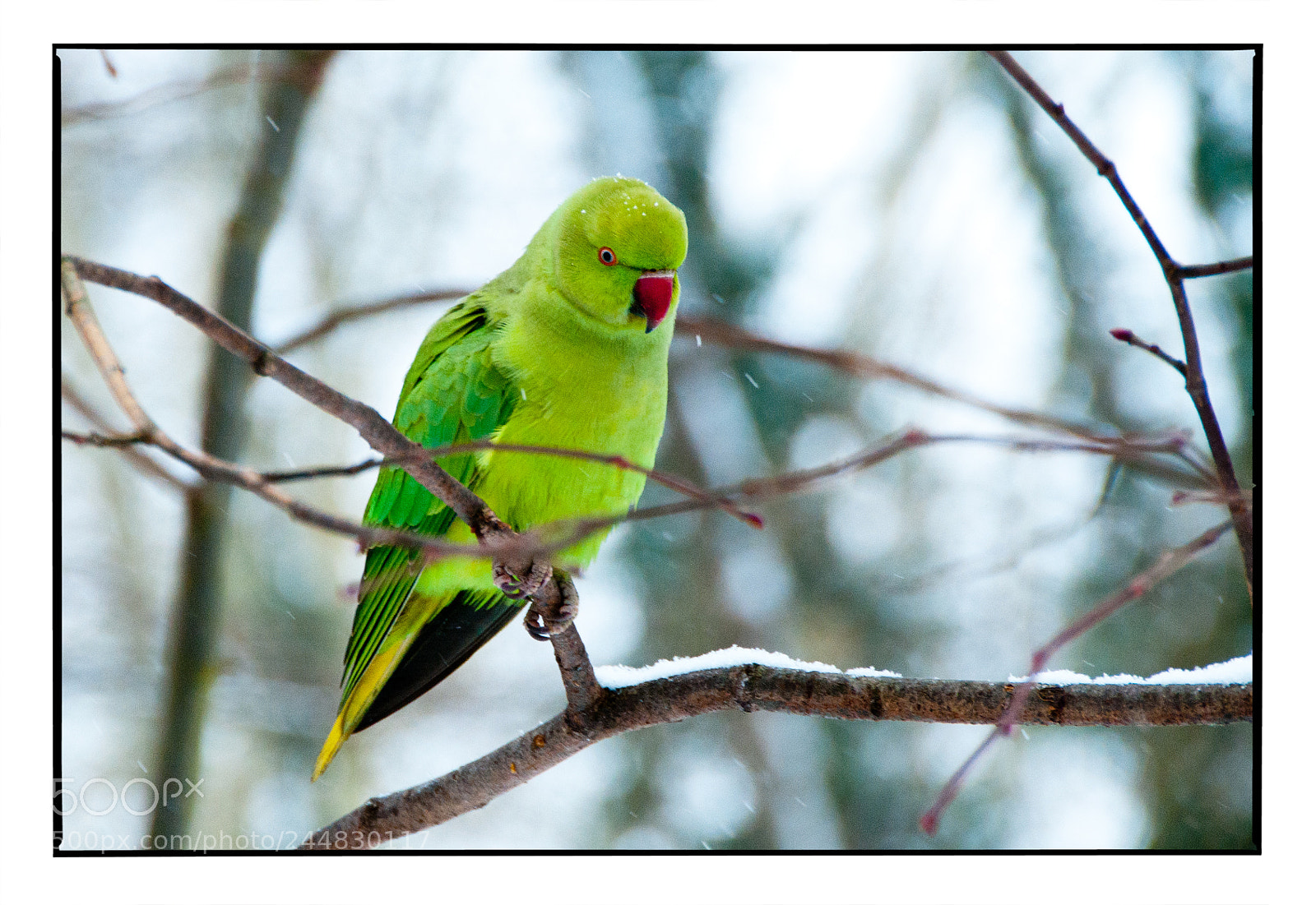 Nikon D300 sample photo. Perruche photography