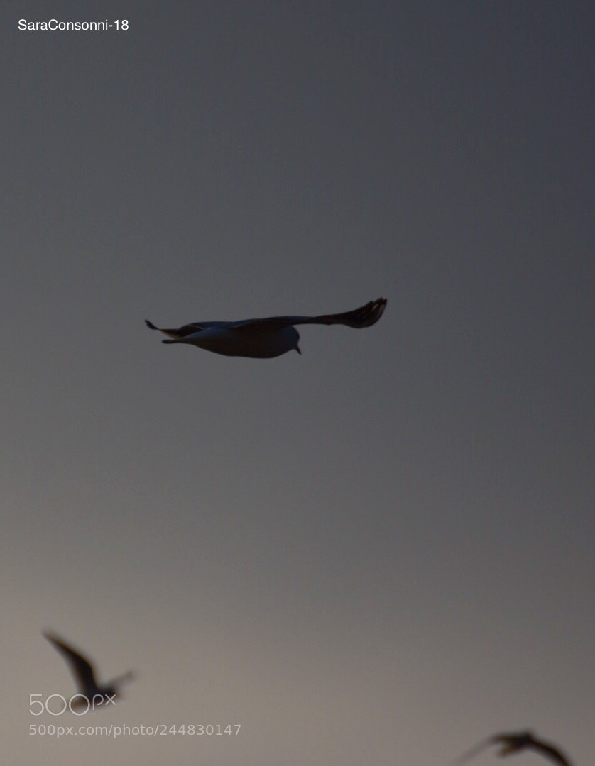 Nikon D7200 sample photo. Gabbiano photography