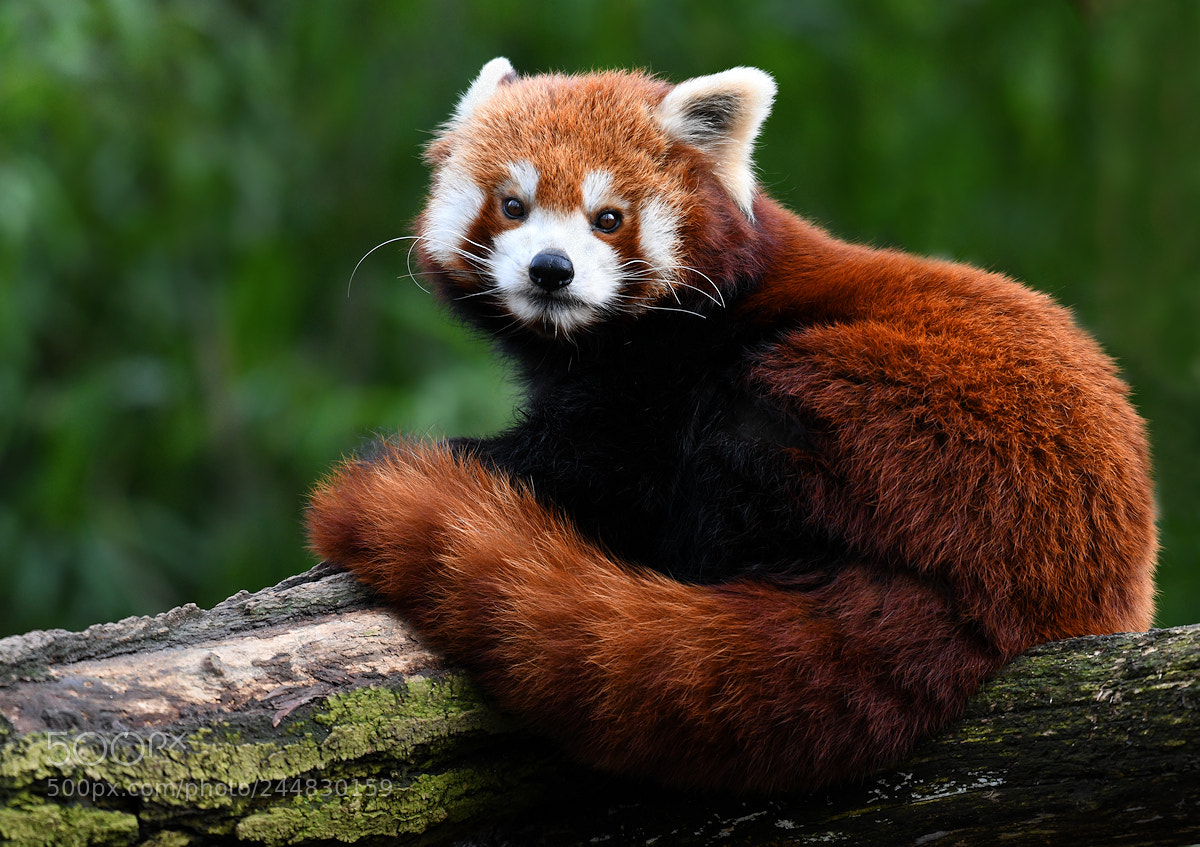 Nikon D850 sample photo. Red panda photography