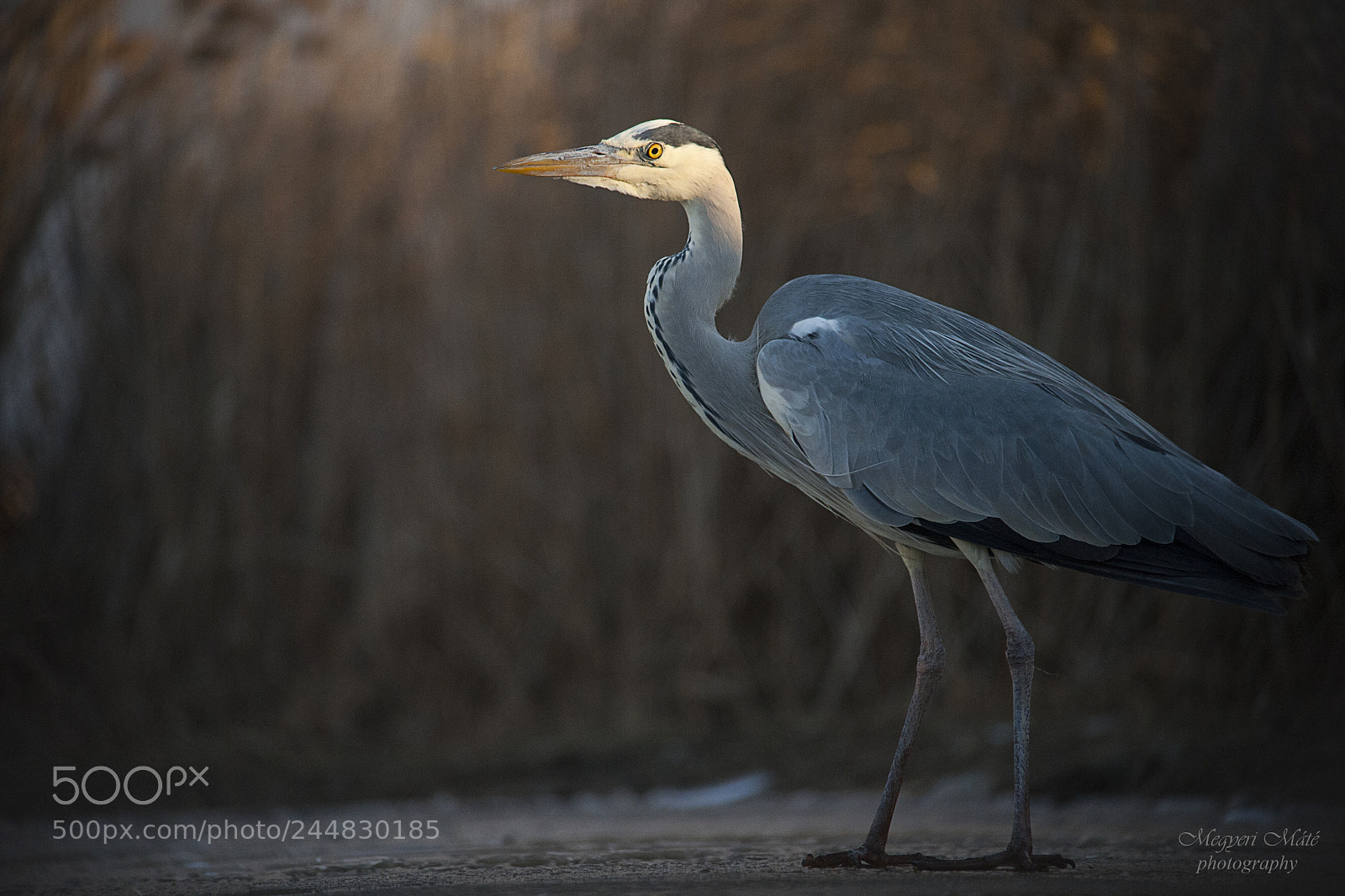 Nikon D700 sample photo. Grey heron photography