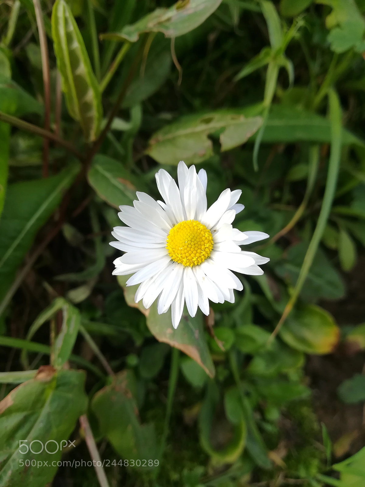 HUAWEI PRA-LX1 sample photo. Untitled photography