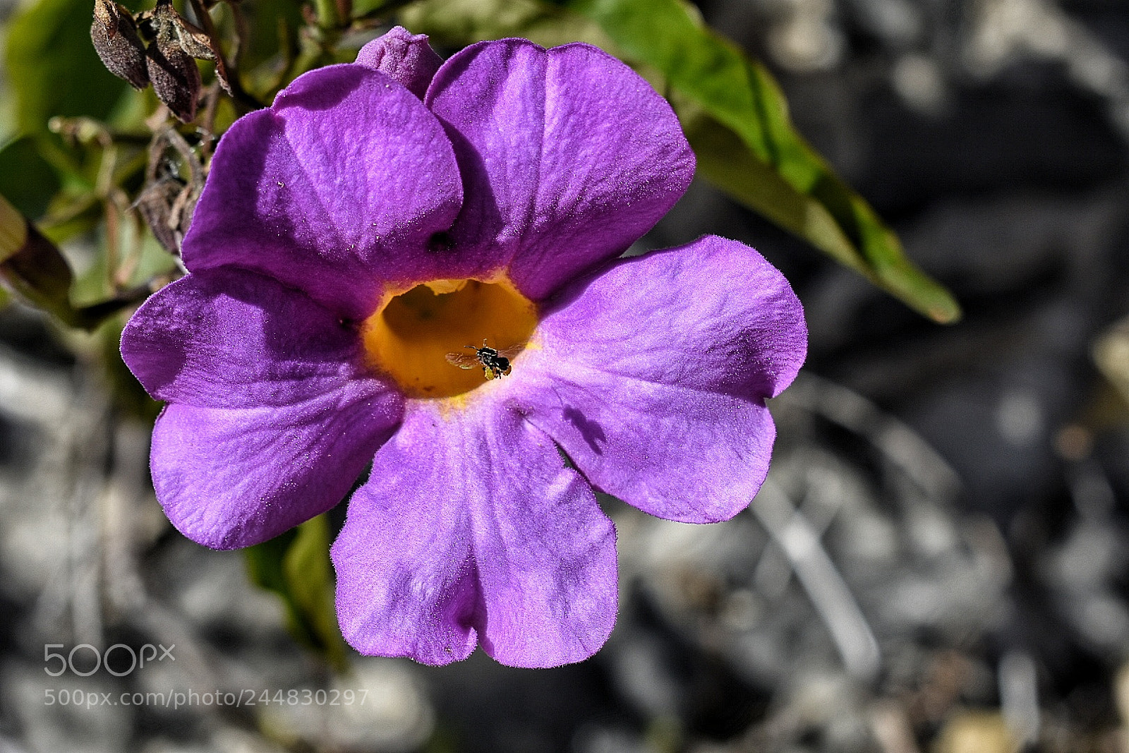 Nikon D3400 sample photo. Flower photography