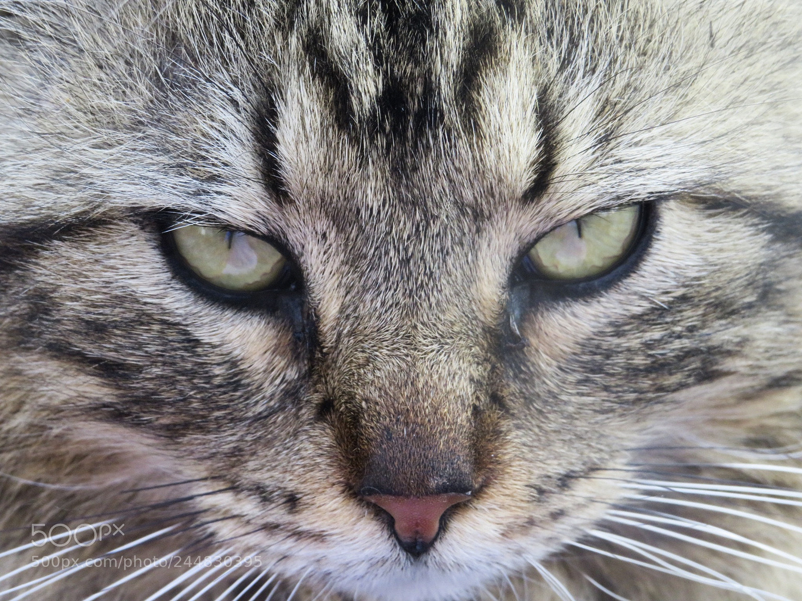 Canon PowerShot SX540 HS sample photo. Those eyes photography