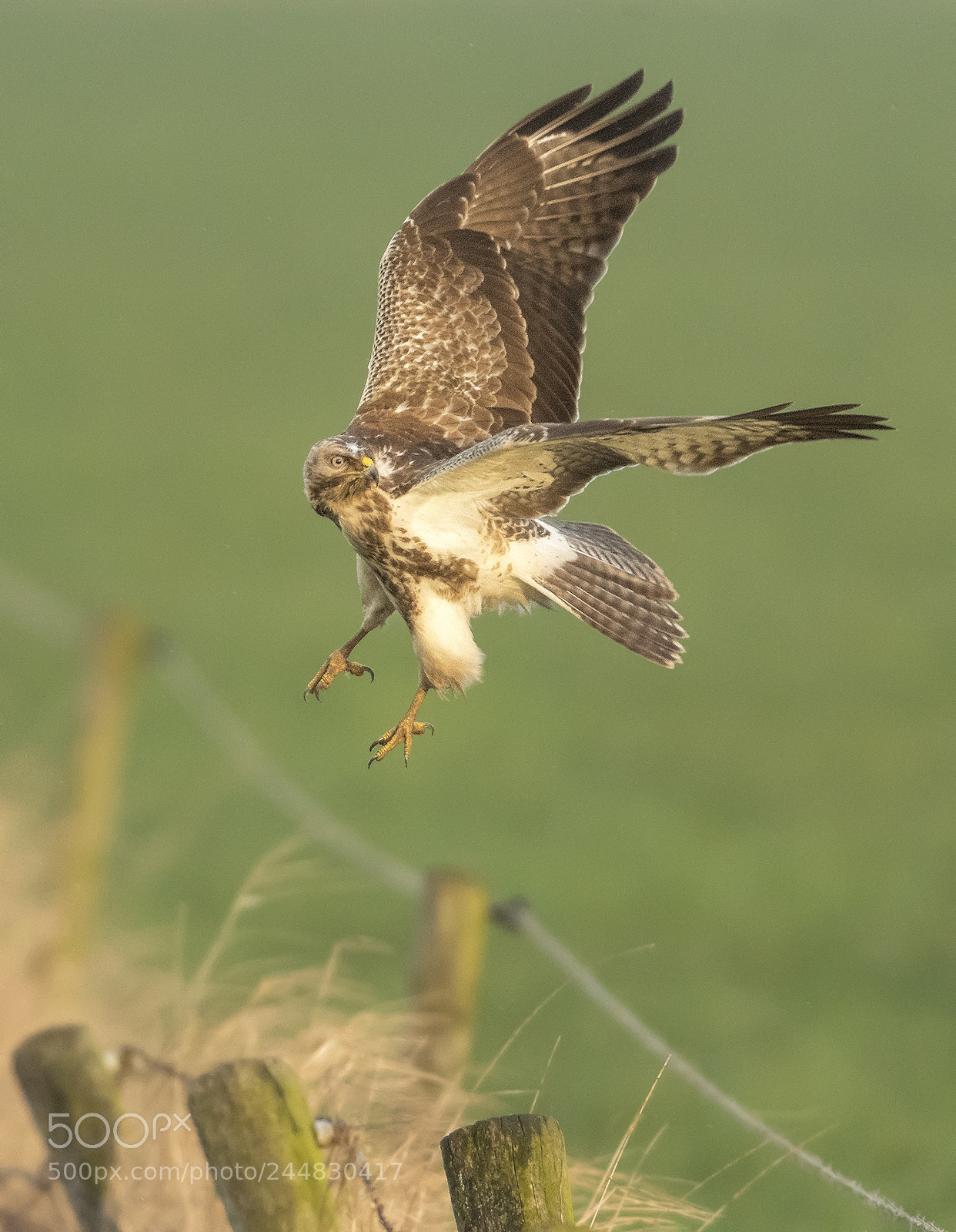 Nikon D500 sample photo. Buzzard leaving photography