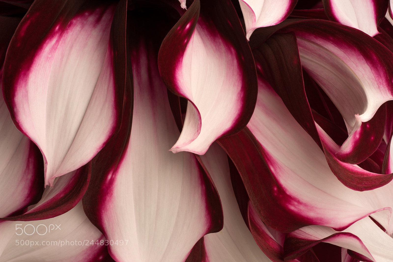 Sony a7R sample photo. Blood heart photography