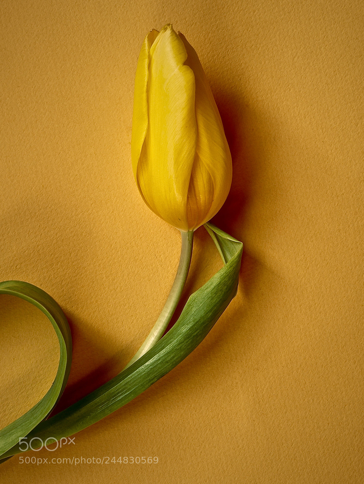 Panasonic Lumix DMC-GX85 (Lumix DMC-GX80 / Lumix DMC-GX7 Mark II) sample photo. Maybe spring photography