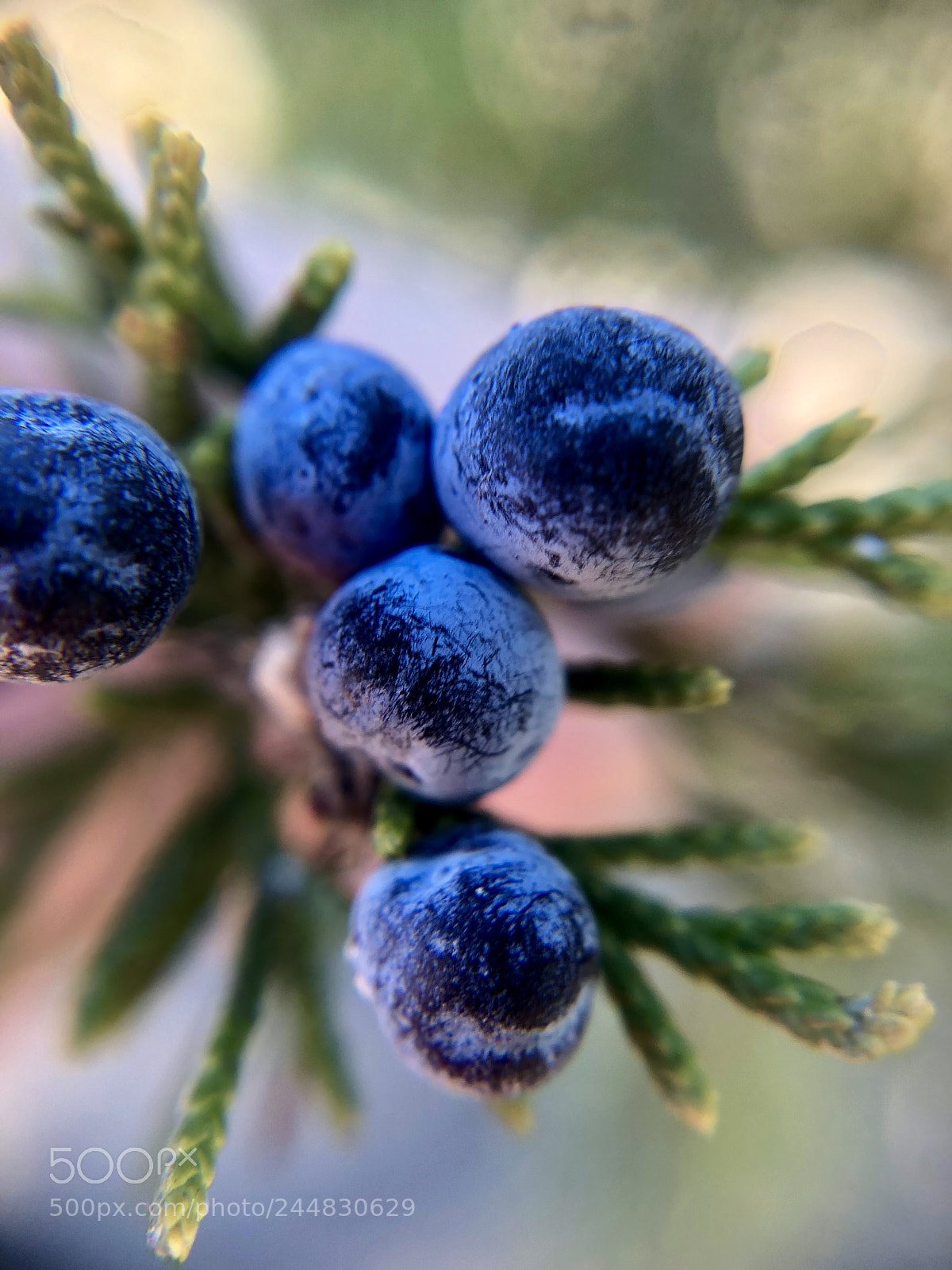 Apple iPhone X sample photo. Beautifully blue photography