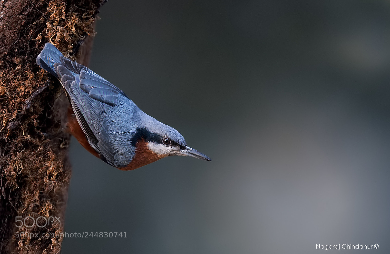 Nikon D5 sample photo. Chestnut-bellied nuthatch photography