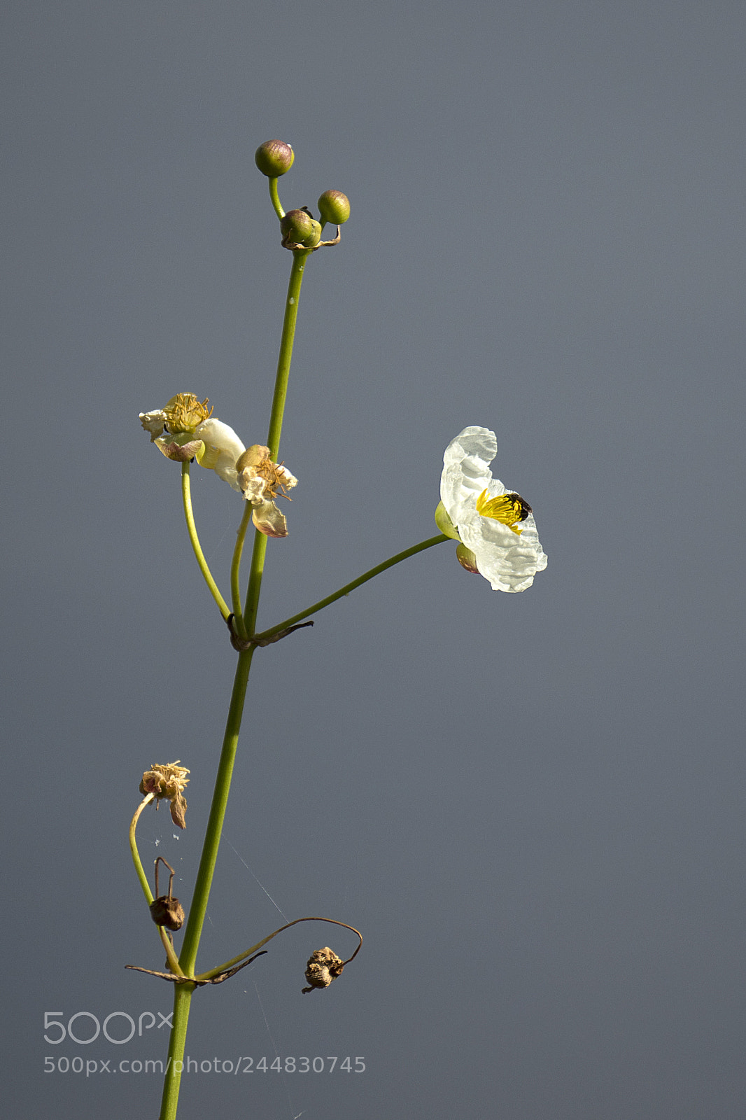Olympus OM-D E-M1 Mark II sample photo. Lake flower photography