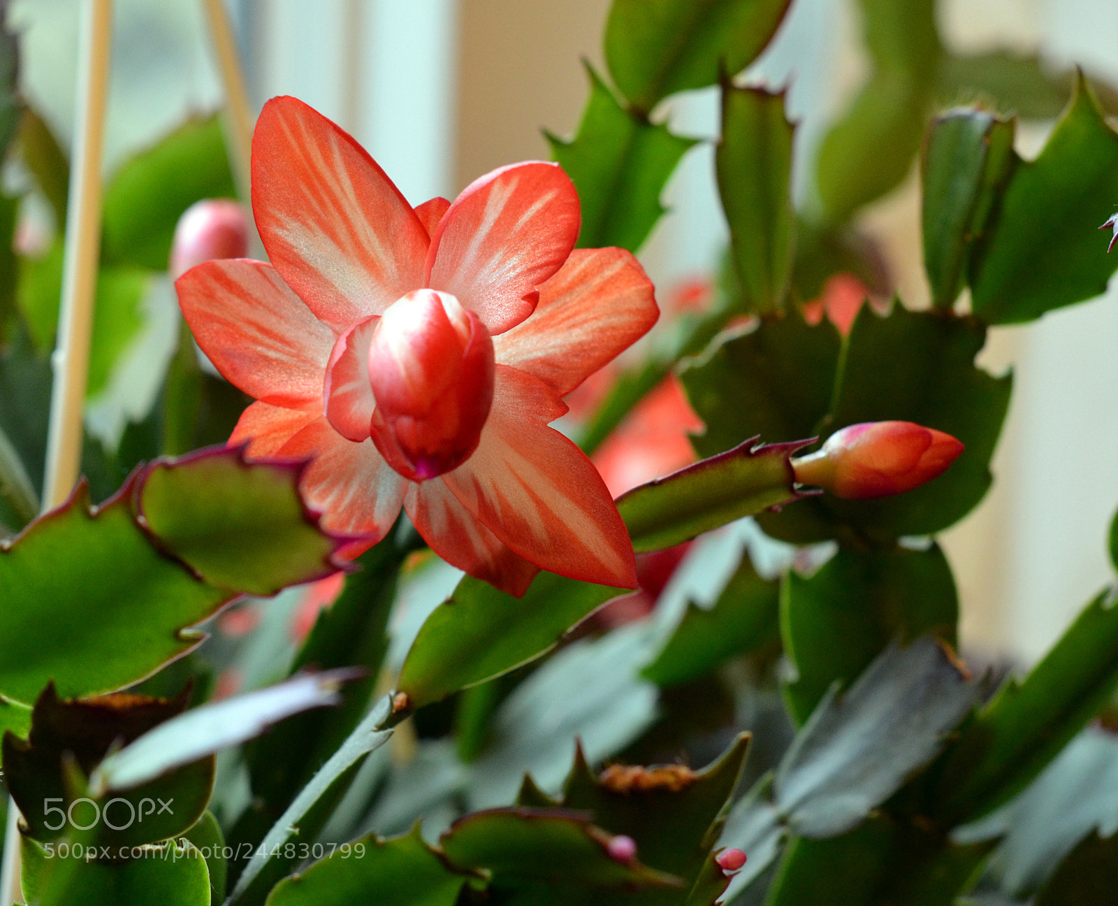 Nikon D5100 sample photo. Cactus flower photography