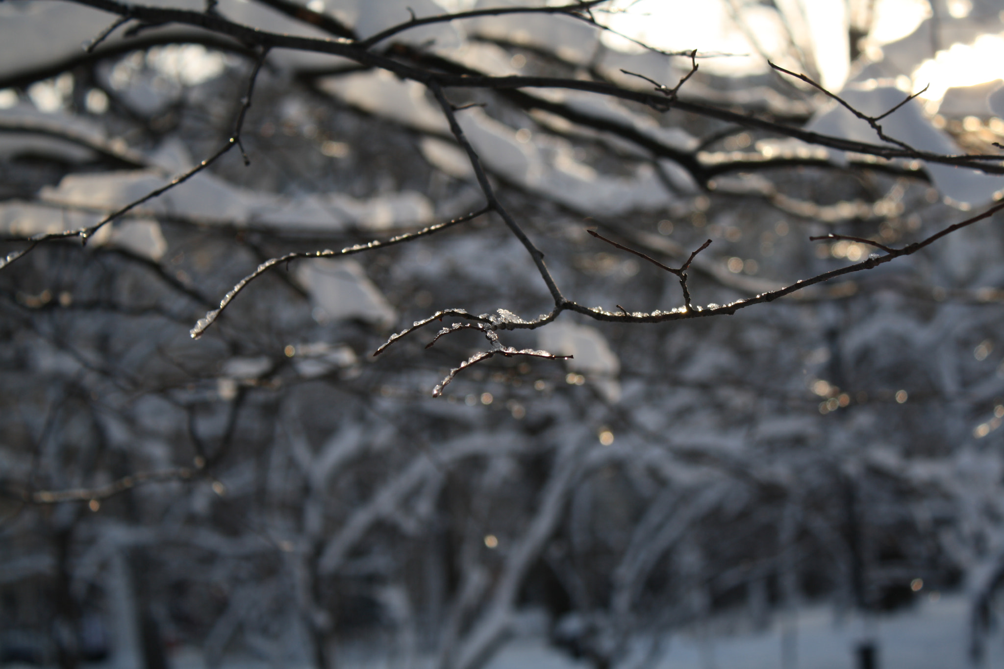 Canon EF-S 18-55mm F3.5-5.6 IS sample photo. Img photography