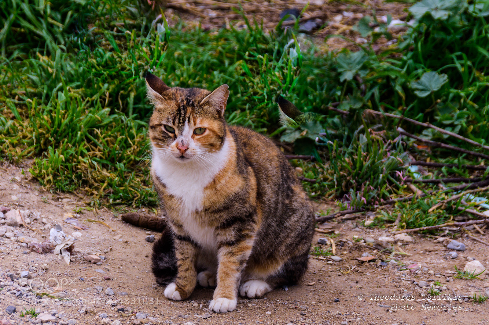 Nikon D7200 sample photo. Siting beauty photography