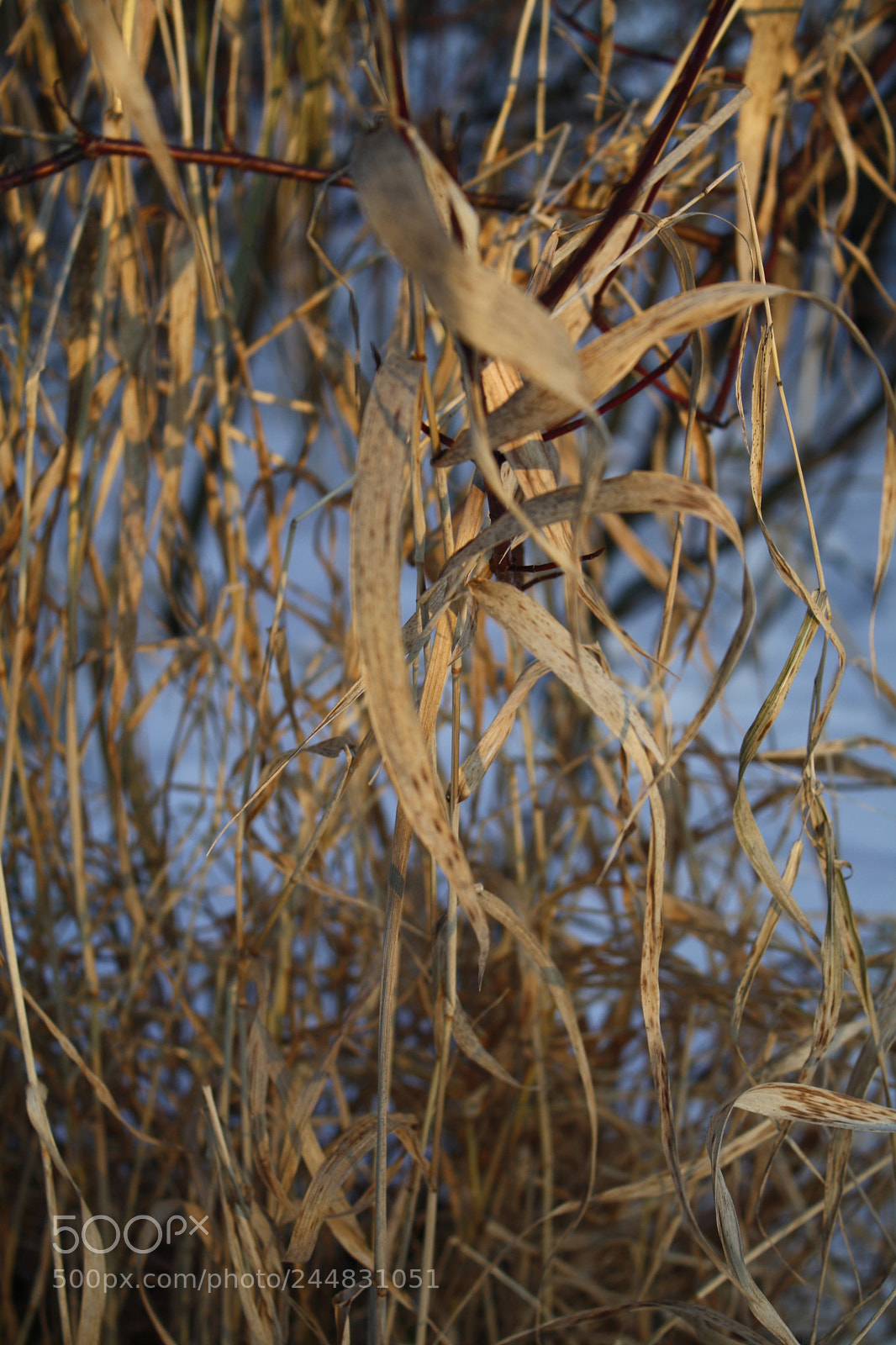Canon EOS 1000D (EOS Digital Rebel XS / EOS Kiss F) sample photo. Img photography