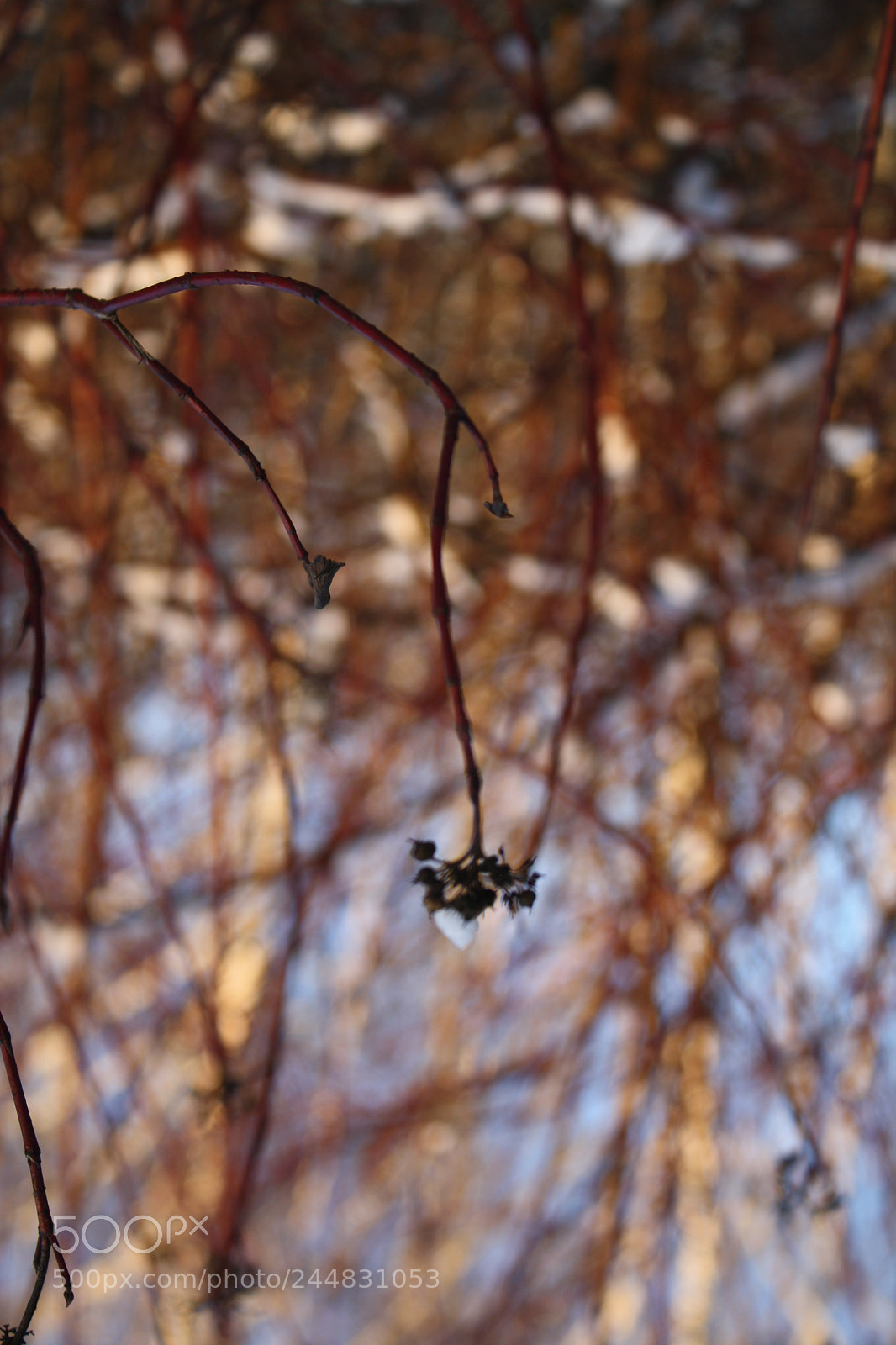 Canon EOS 1000D (EOS Digital Rebel XS / EOS Kiss F) sample photo. Img photography