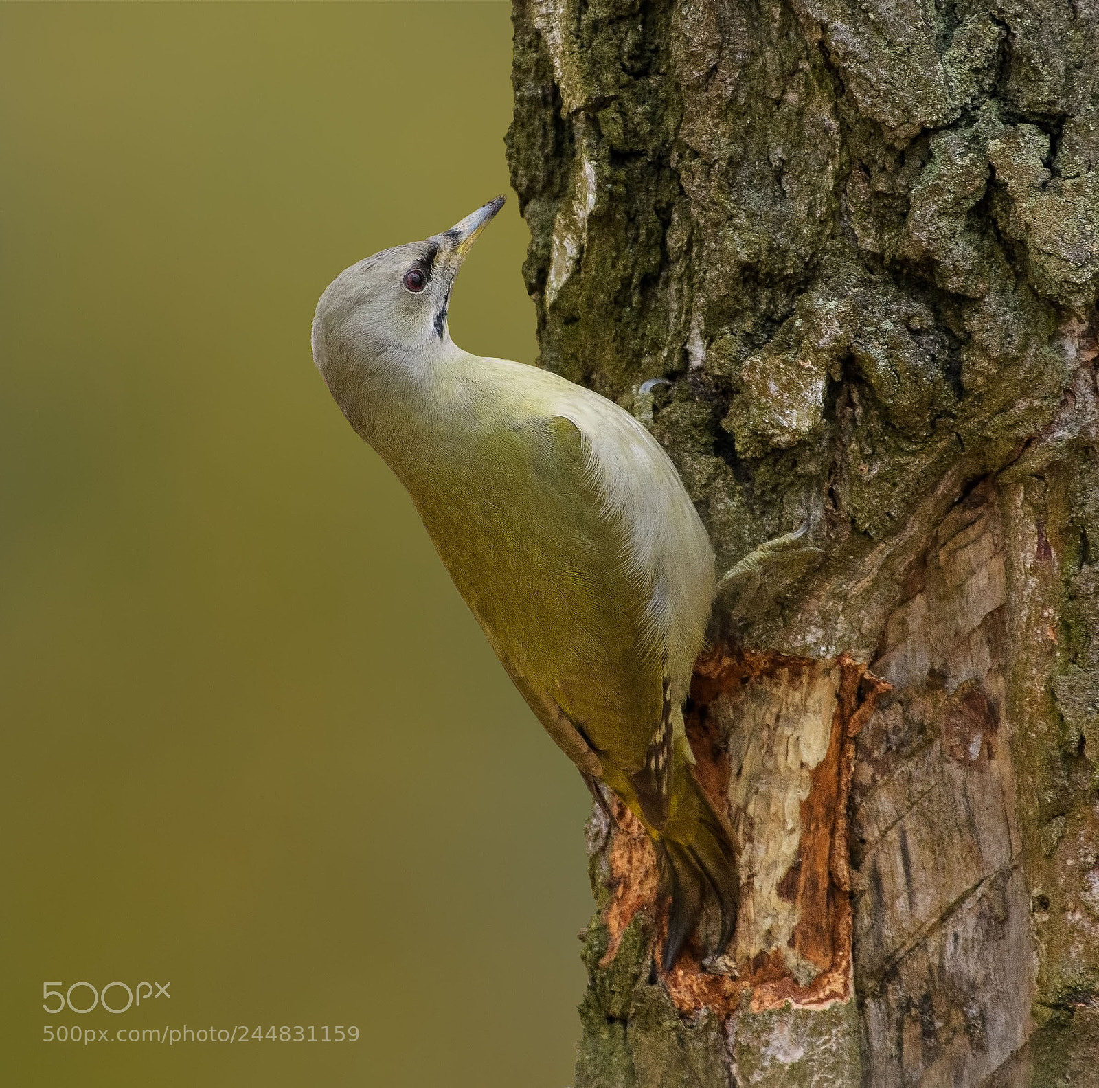 Nikon D500 sample photo. Grey-headed woodpecker photography