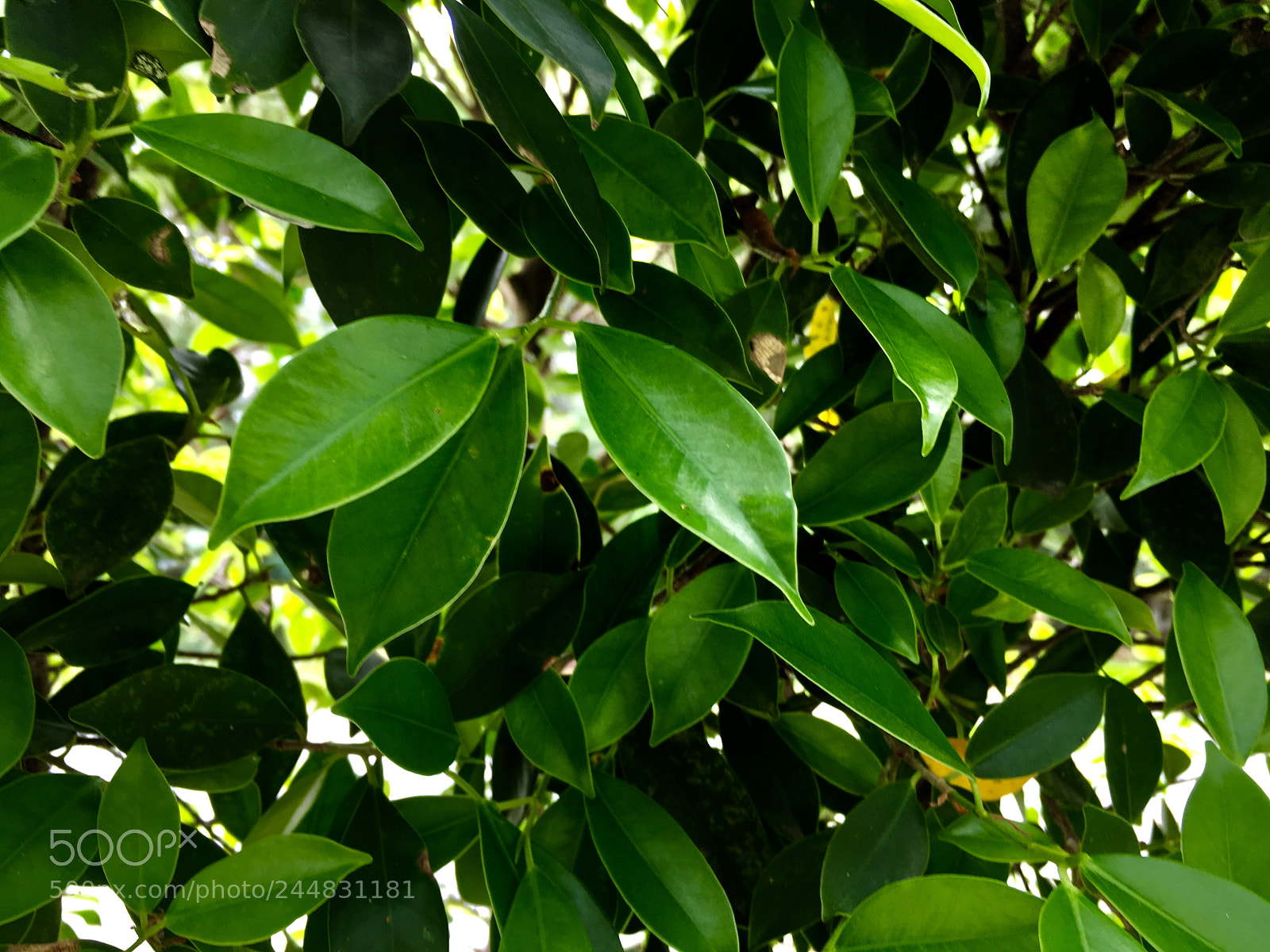 Apple iPhone 6s sample photo. Photo be photography