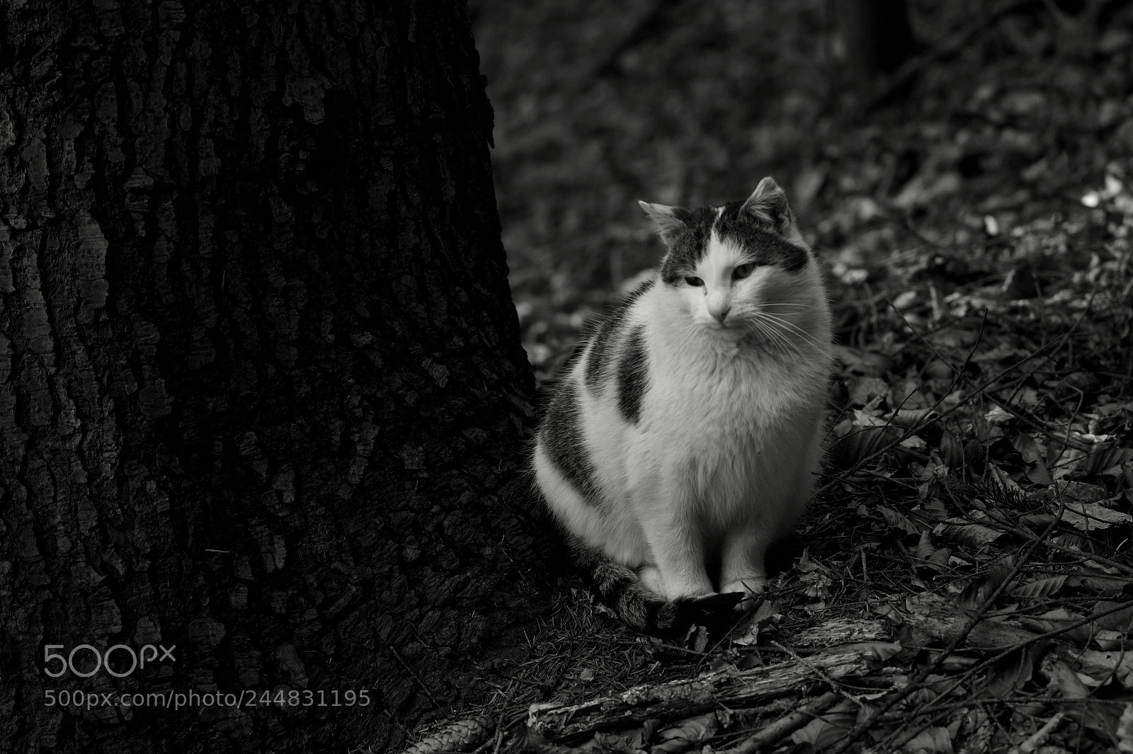 Sony SLT-A58 sample photo. The cat and the photography