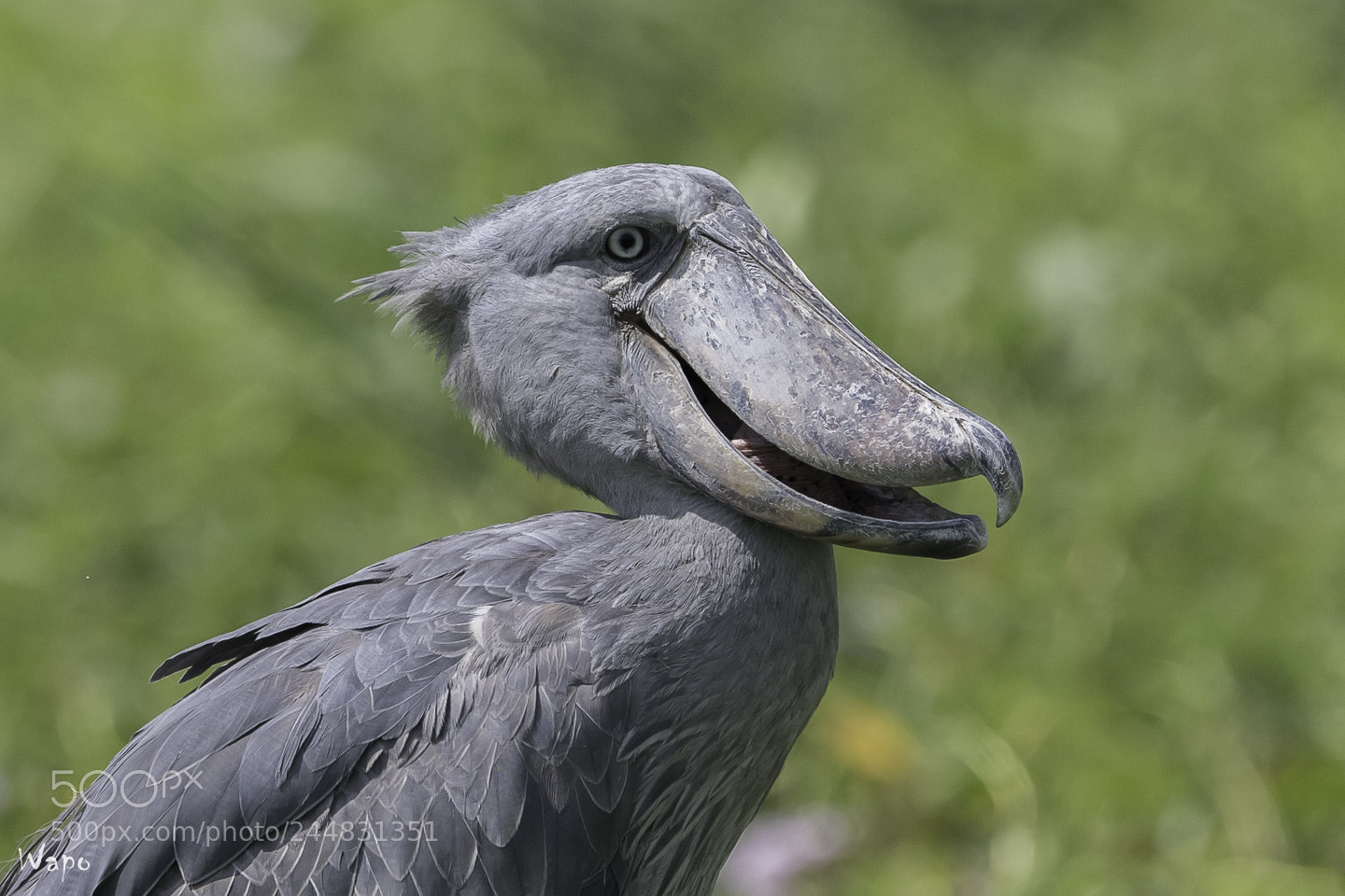 Nikon D500 sample photo. Shoebill in murchison falls photography