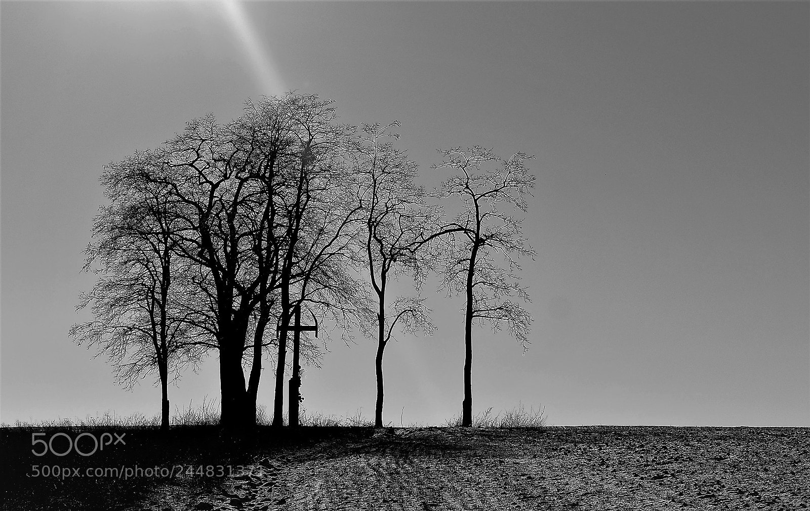 Olympus OM-D E-M10 sample photo. Sun and trees photography