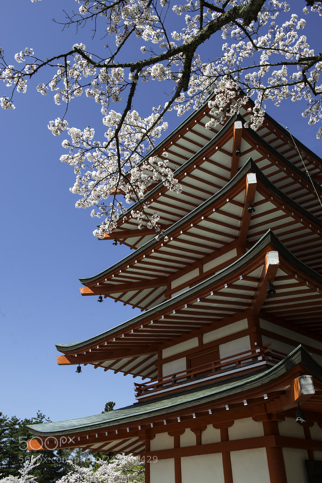 Nikon D800 sample photo. Sakura in japan photography