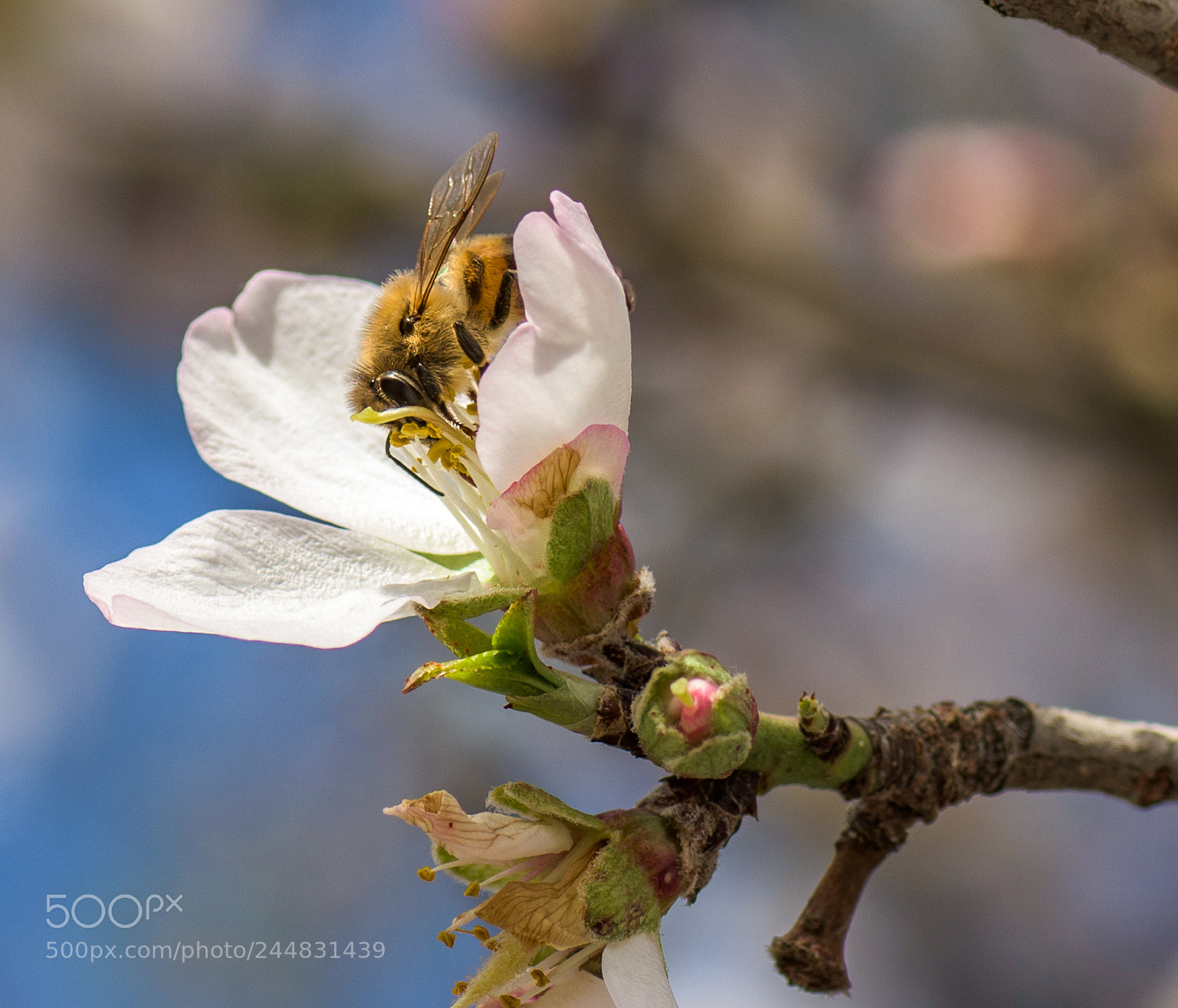 Nikon D7200 sample photo. Springtime photography
