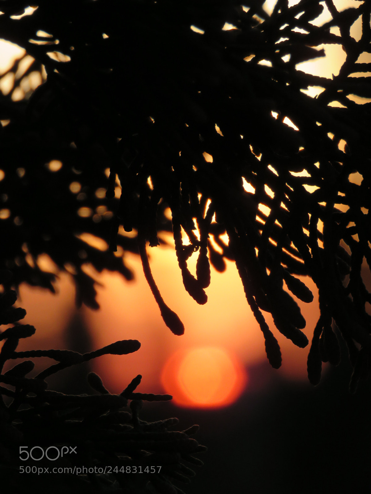Canon PowerShot SX60 HS sample photo. Evening caress photography