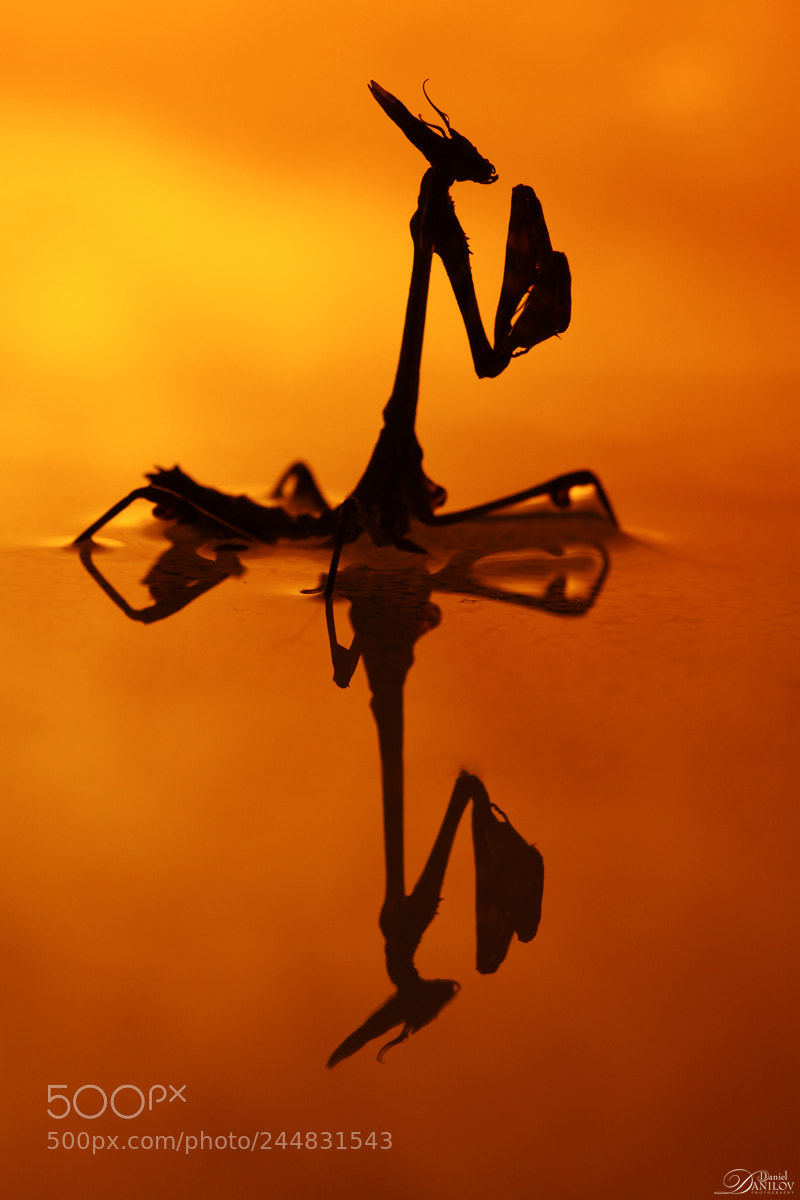 Canon EOS 50D sample photo. The monster photography