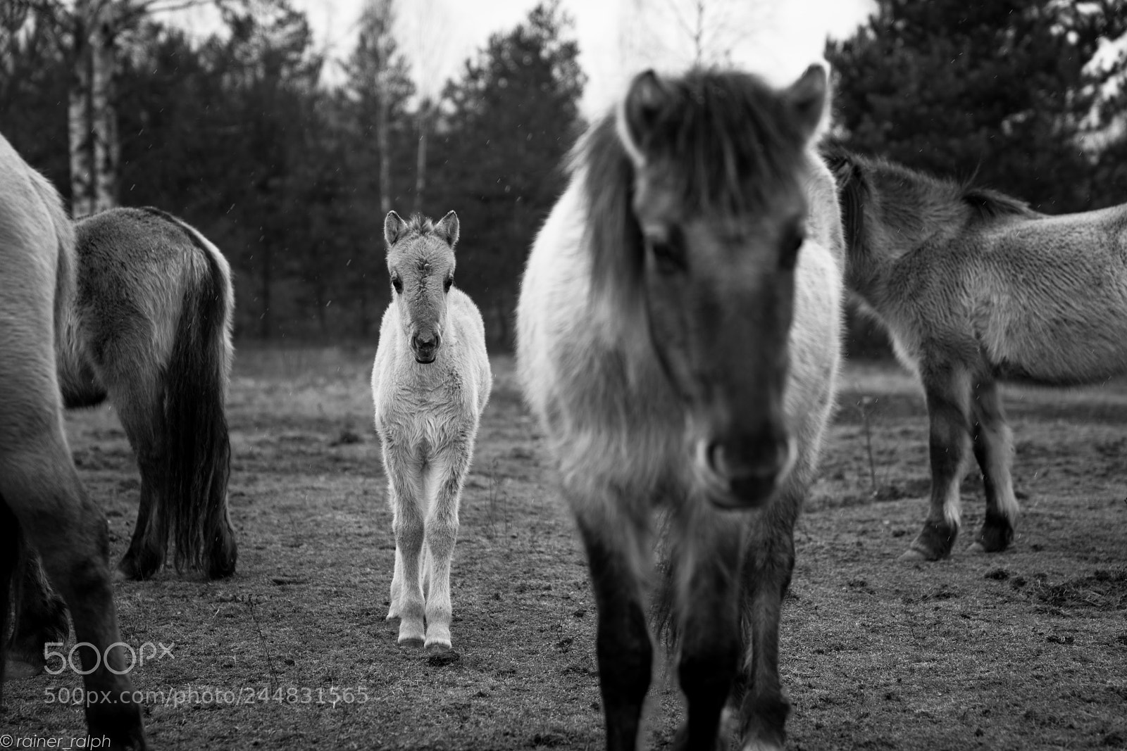 Sony a7R III sample photo. Wild horses ii photography