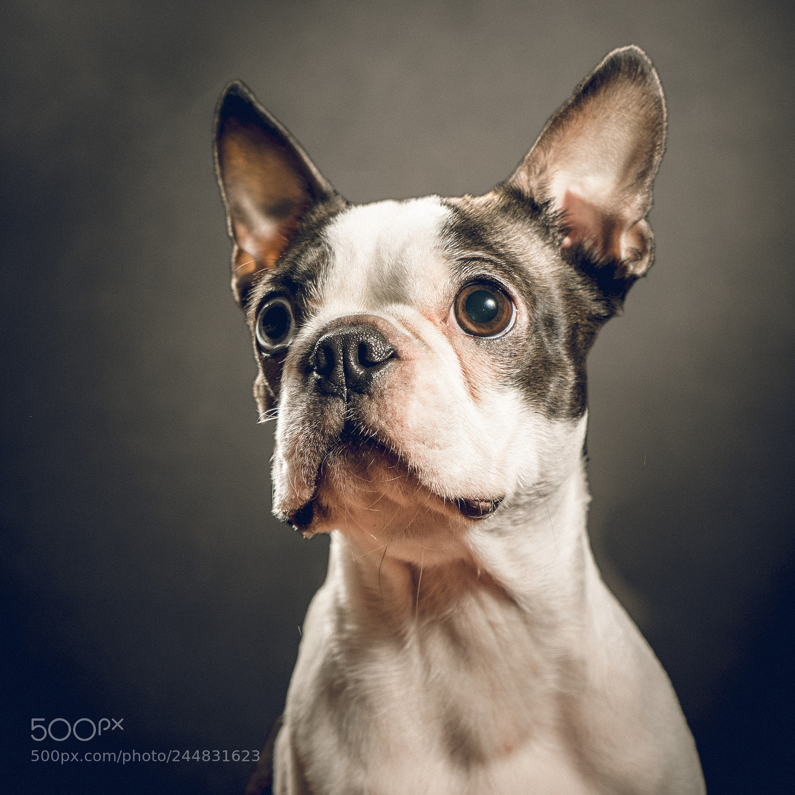 Sony a7 II sample photo. 029/365: elvi photography
