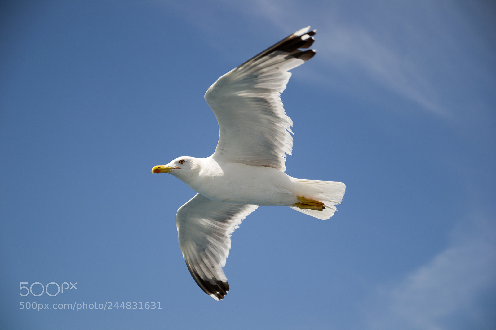 Nikon D3100 sample photo. Flying bird photography