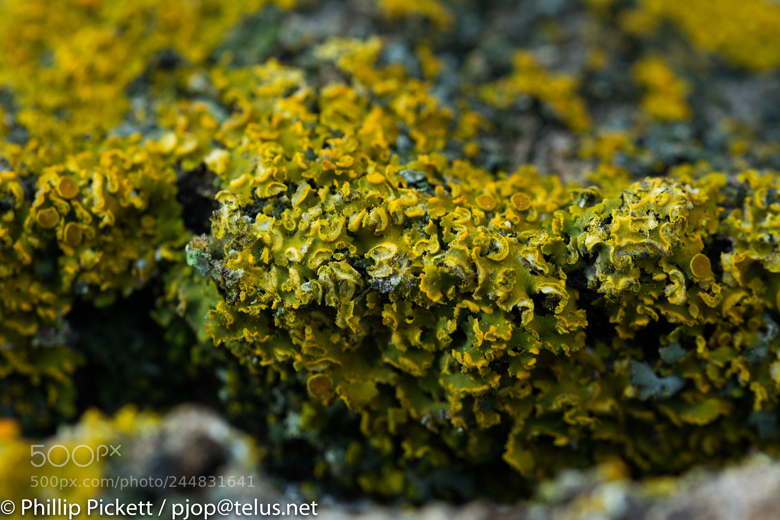 Nikon D7100 sample photo. Green lichen photography