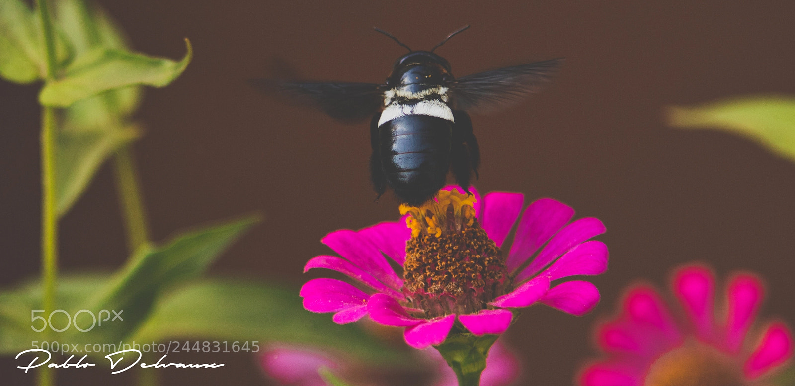 Canon EOS 5DS R sample photo. Big buzzzzer photography