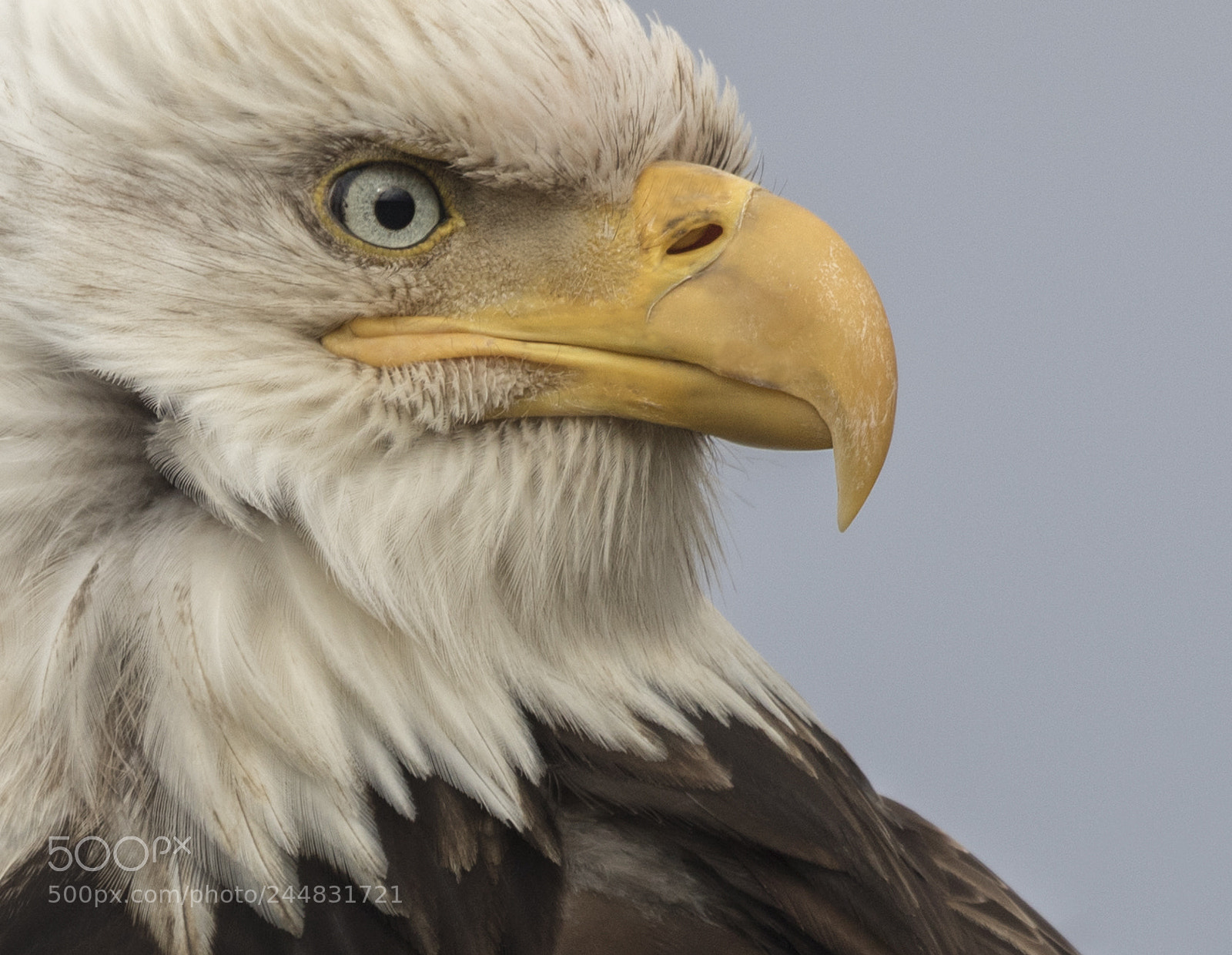 Canon EOS 7D Mark II sample photo. A model with feathers. photography