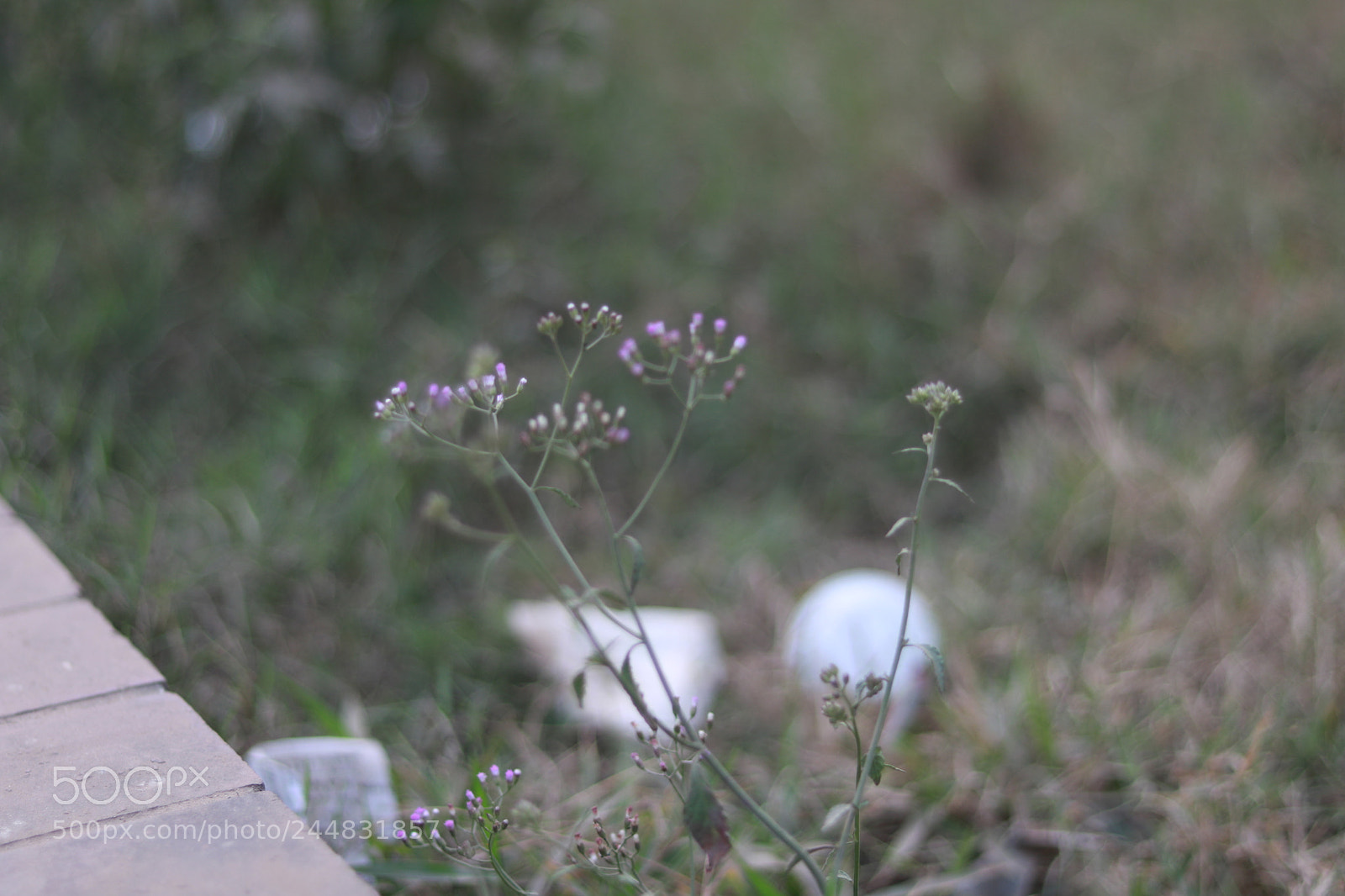 Canon EOS 750D (EOS Rebel T6i / EOS Kiss X8i) + Canon EF 50mm F1.8 STM sample photo. Img photography