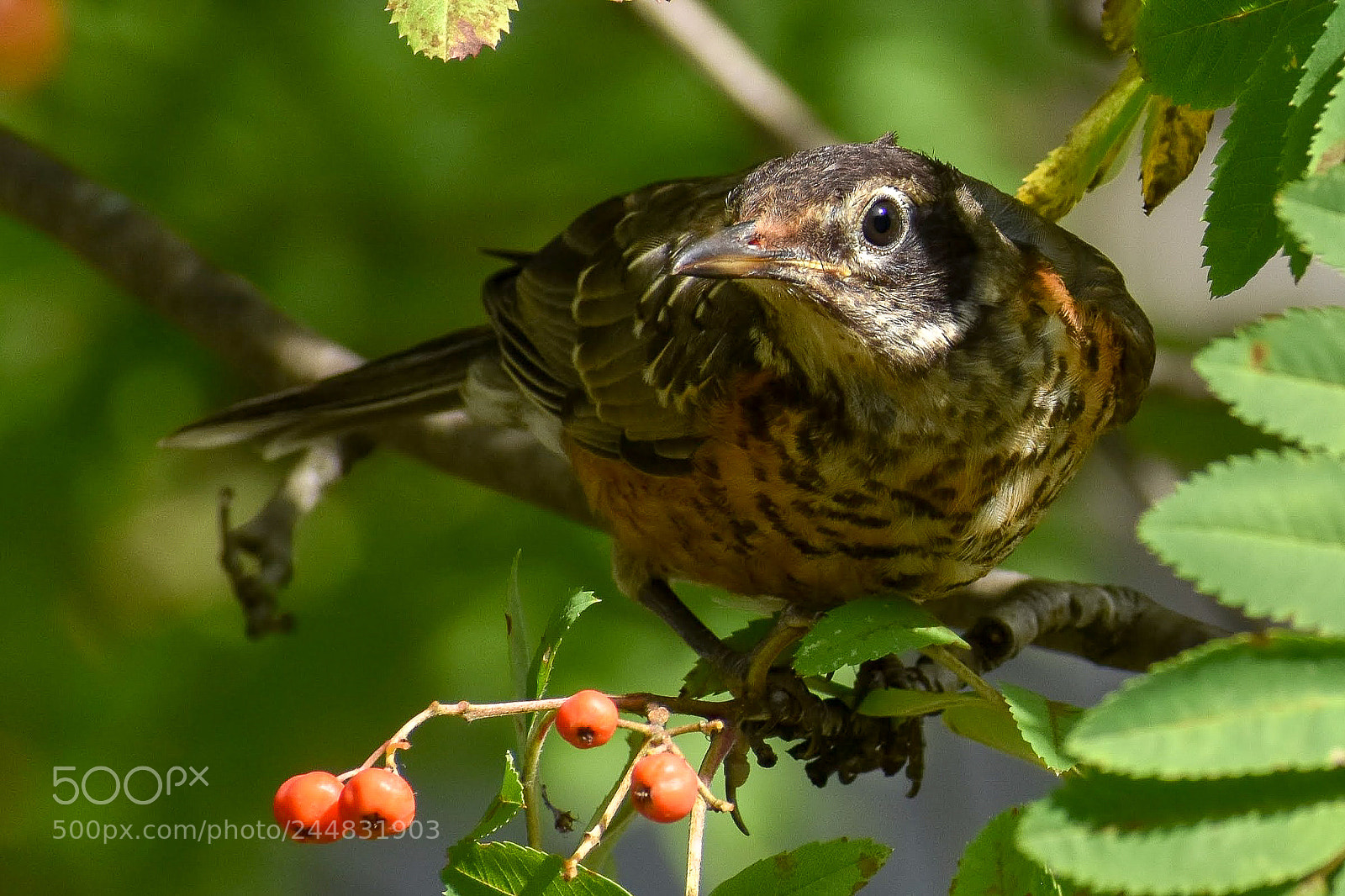 Nikon D3400 sample photo. American robin photography