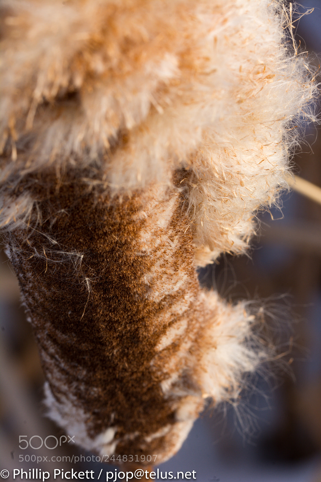 Nikon D7100 sample photo. Cat puff 2 photography