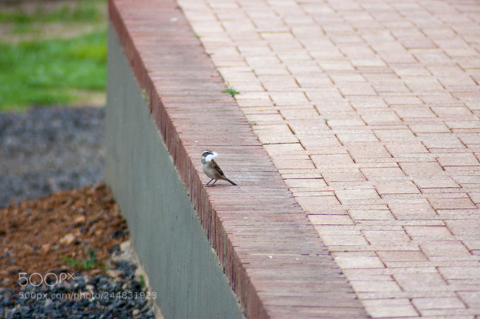 Nikon D40 sample photo. A bird on the photography