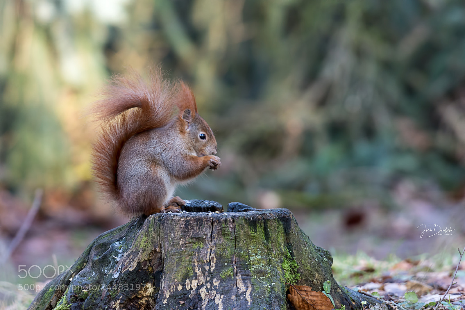 Nikon D7200 sample photo. Red squirrel (sciurus vulgaris) photography