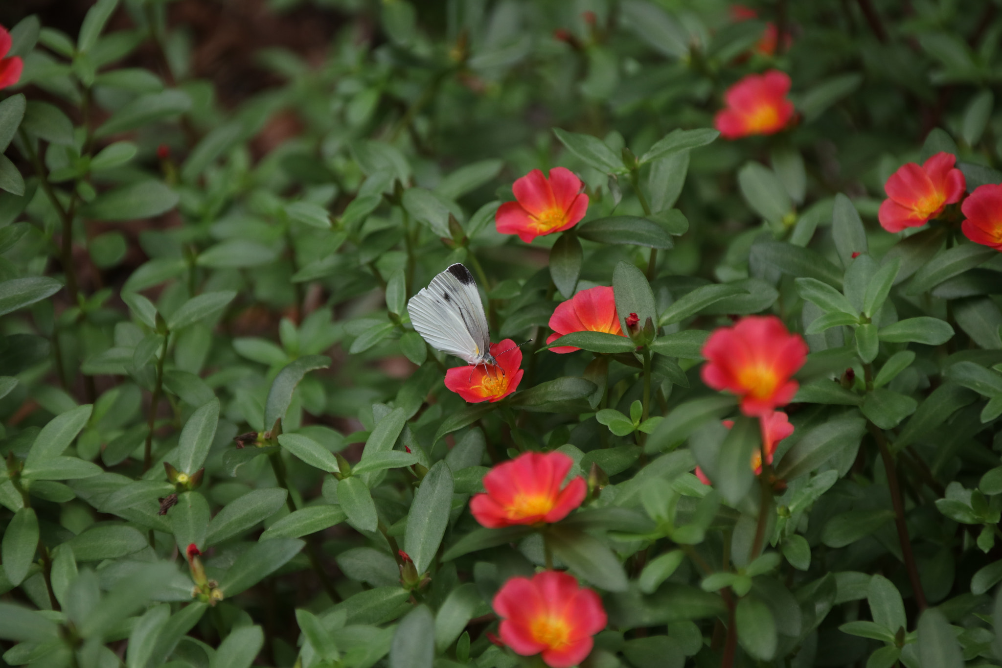 Canon EF 75-300mm F4.0-5.6 IS USM sample photo
