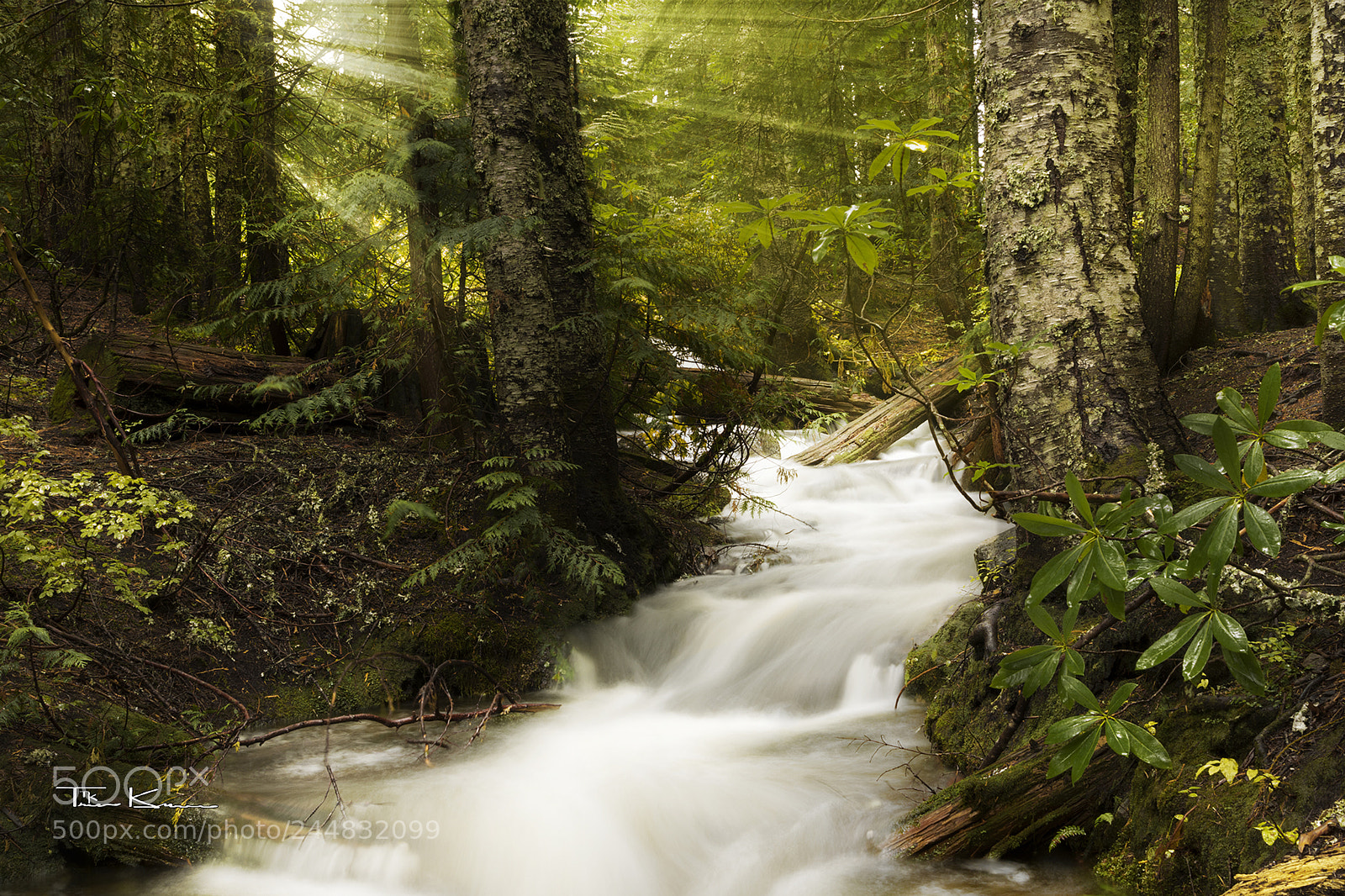 Canon EOS 7D Mark II sample photo. Mt. hood trail i photography
