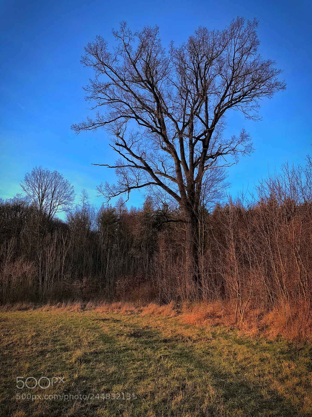 Apple iPhone 8 Plus sample photo. 1.jpg photography