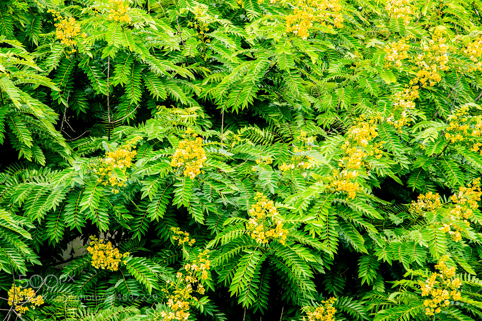 Canon EOS 700D (EOS Rebel T5i / EOS Kiss X7i) sample photo. Green and yelow photography