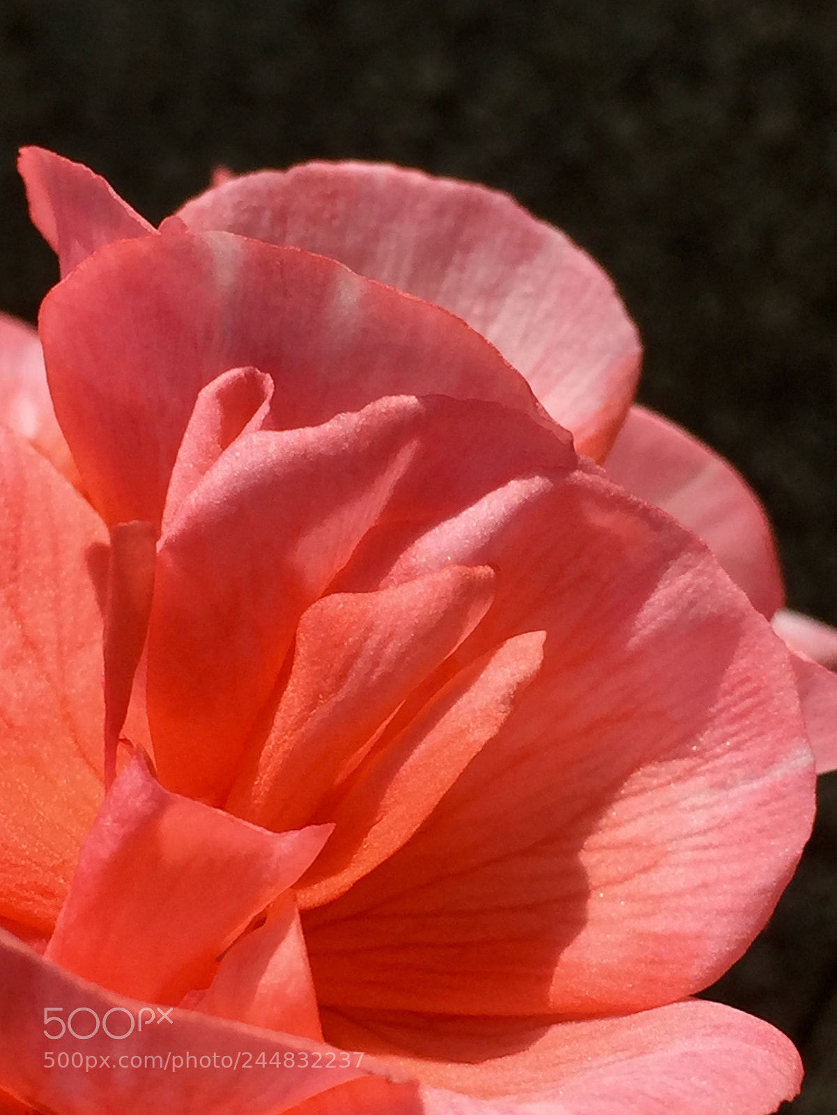 Apple iPhone 6 Plus sample photo. Petal pelargonium photography