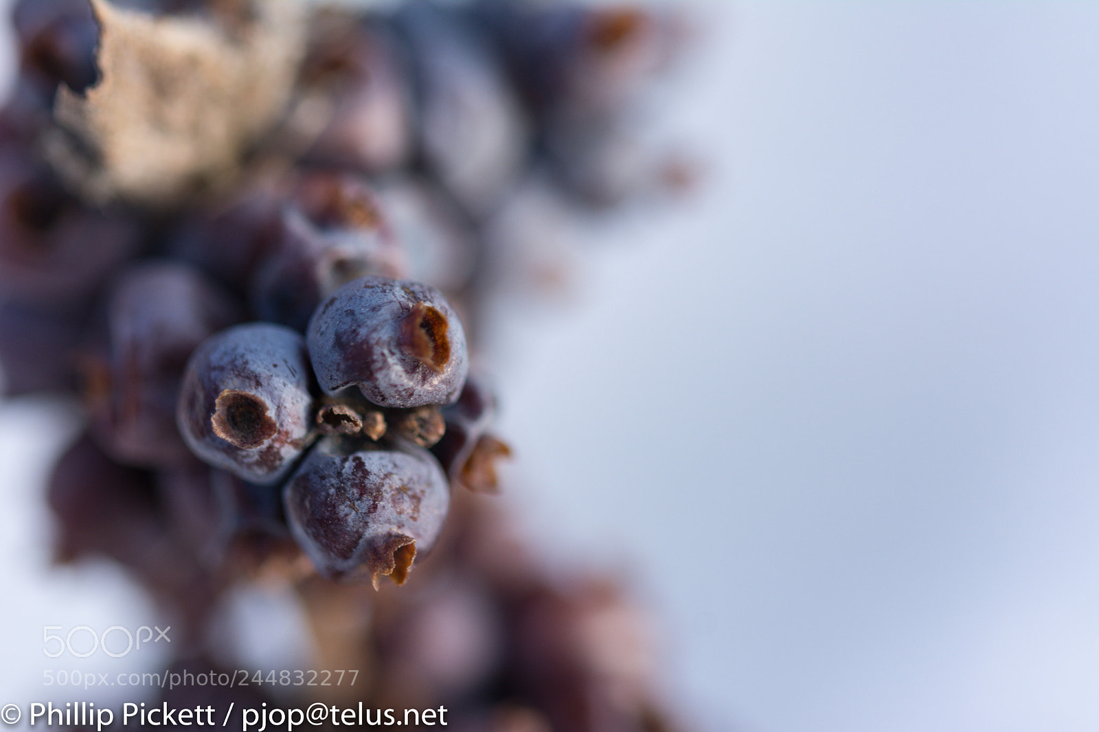 Nikon D7100 sample photo. Berry rot 2 photography